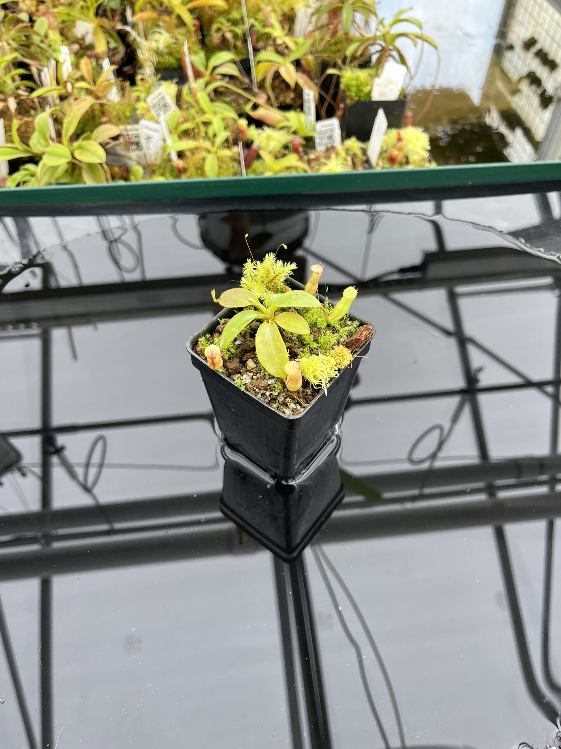 Wide Angle of Nepenthes rajah | Borneo Exotics | BE-3152 | H24718