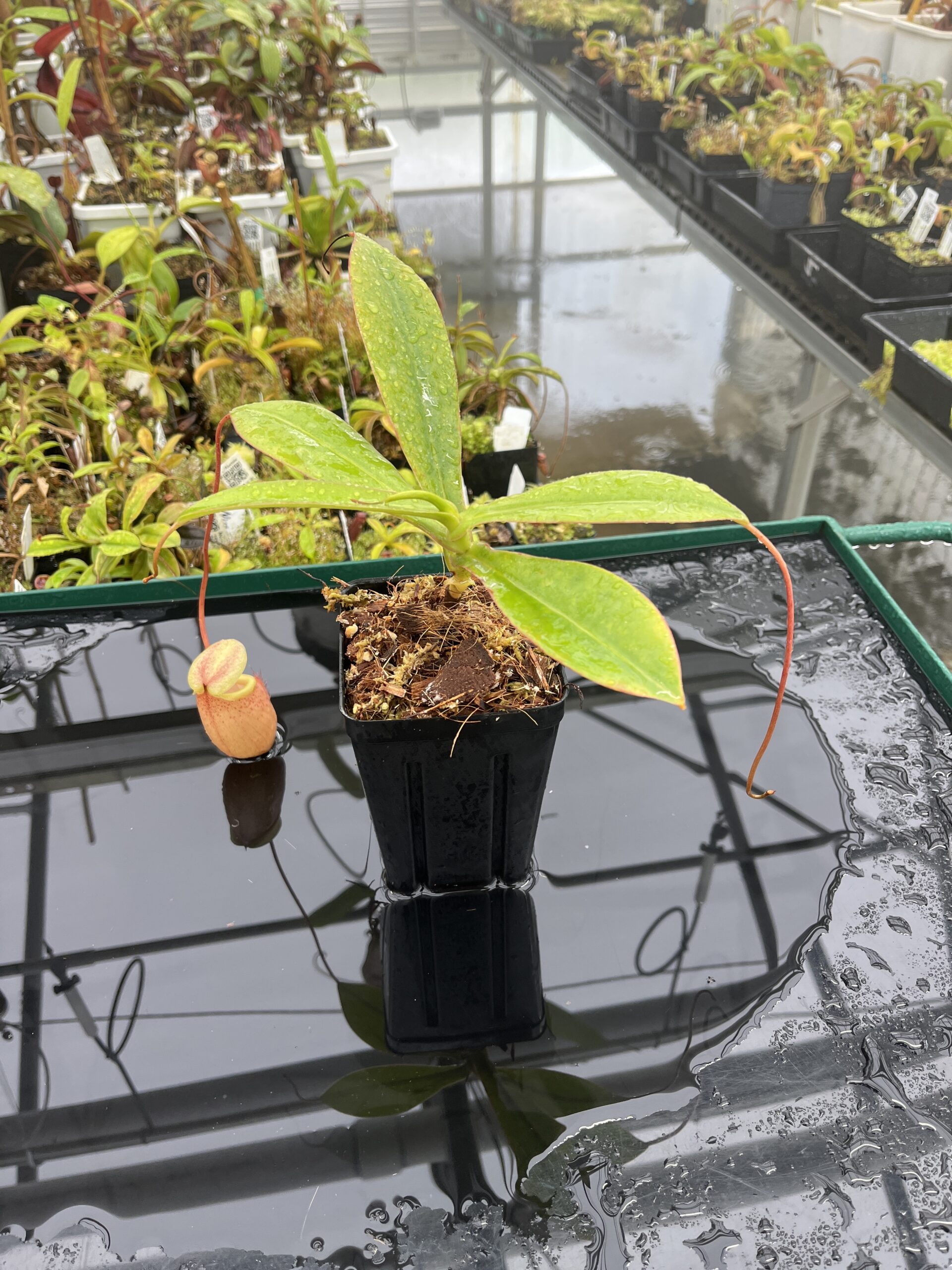 Wide Angle of Nepenthes sibuyanensis | Borneo Exotics | BE-3164 | IN23902