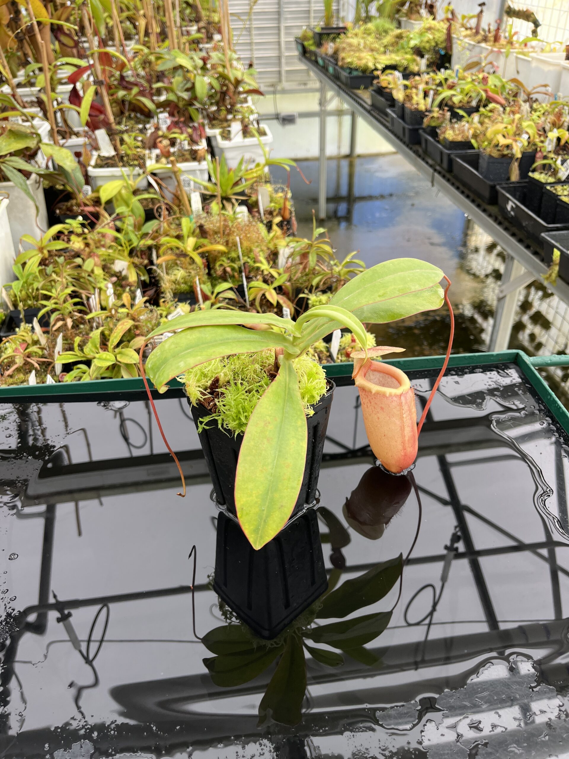Wide Angle of Nepenthes sibuyanensis | Borneo Exotics | BE-3164 | IN24679