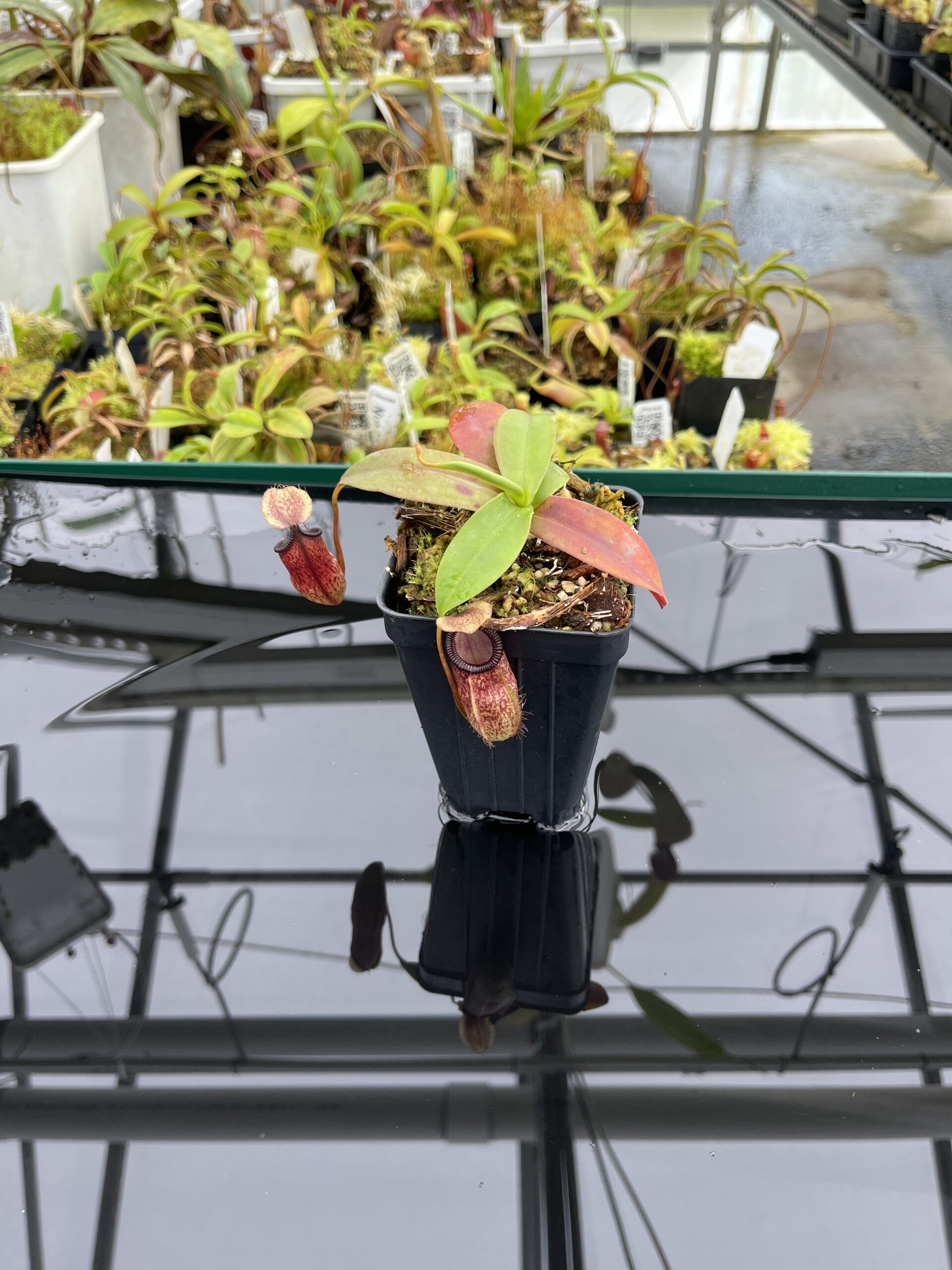 Wide Angle of Nepenthes sibuyanensis x hamata | Borneo Exotics | BE-3562 | IN24756