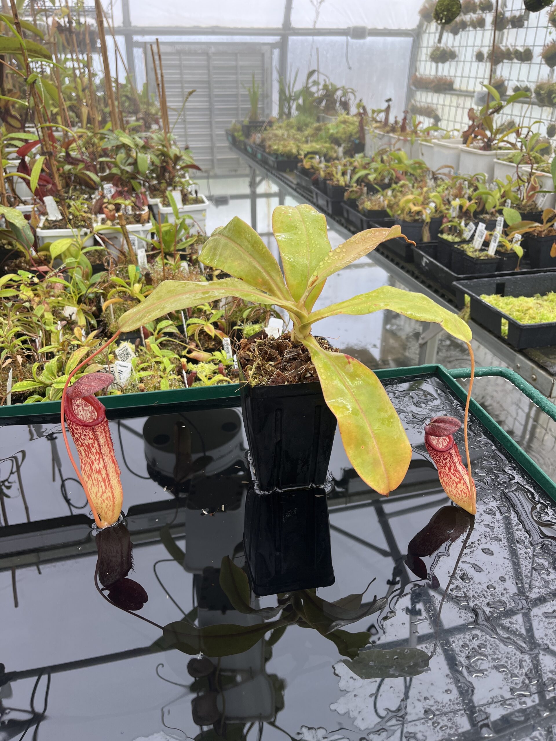 Wide Angle of Nepenthes sibuyanensis x klossii | Borneo Exotics | BE-4566 | IN23903