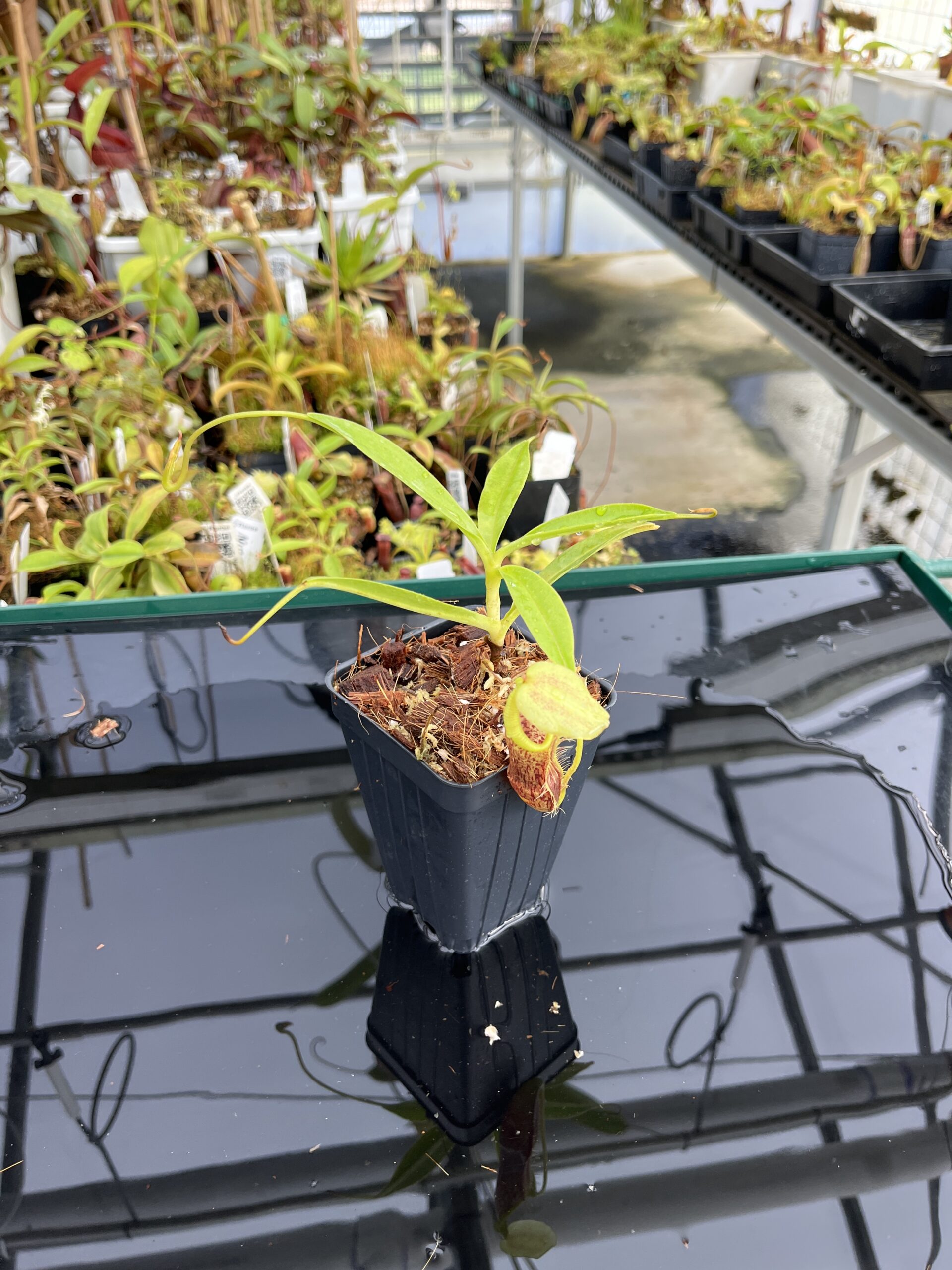 Wide Angle of Nepenthes singalana | Borneo Exotics | BE-3170 | H23761