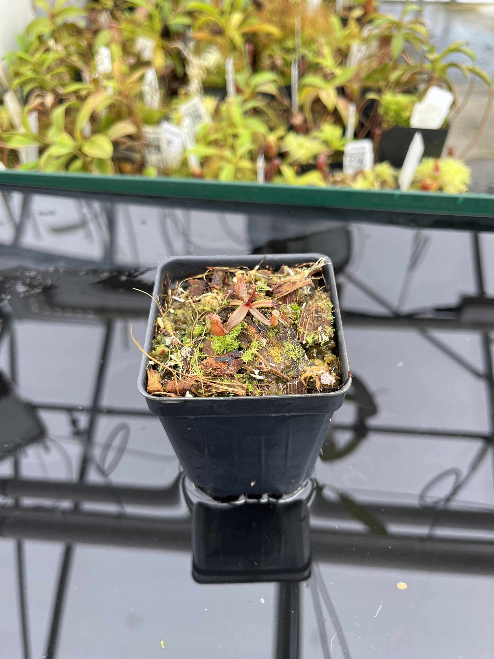 Wide Angle of Nepenthes sp. nov. (Papua, Indonesia – central New Guinea) | Clone 1 | Jeremiah Harris | JH-255.01 | H24795