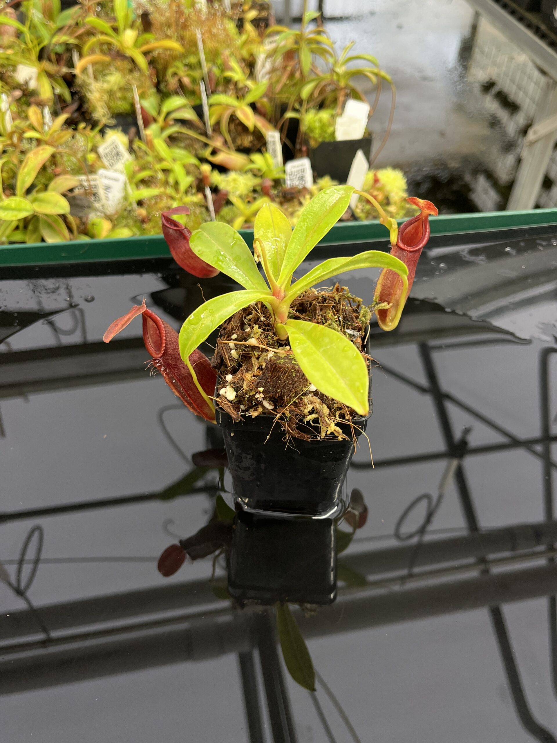 Wide Angle of Nepenthes spathulata x dubia | Borneo Exotics | BE-3751 | H23946