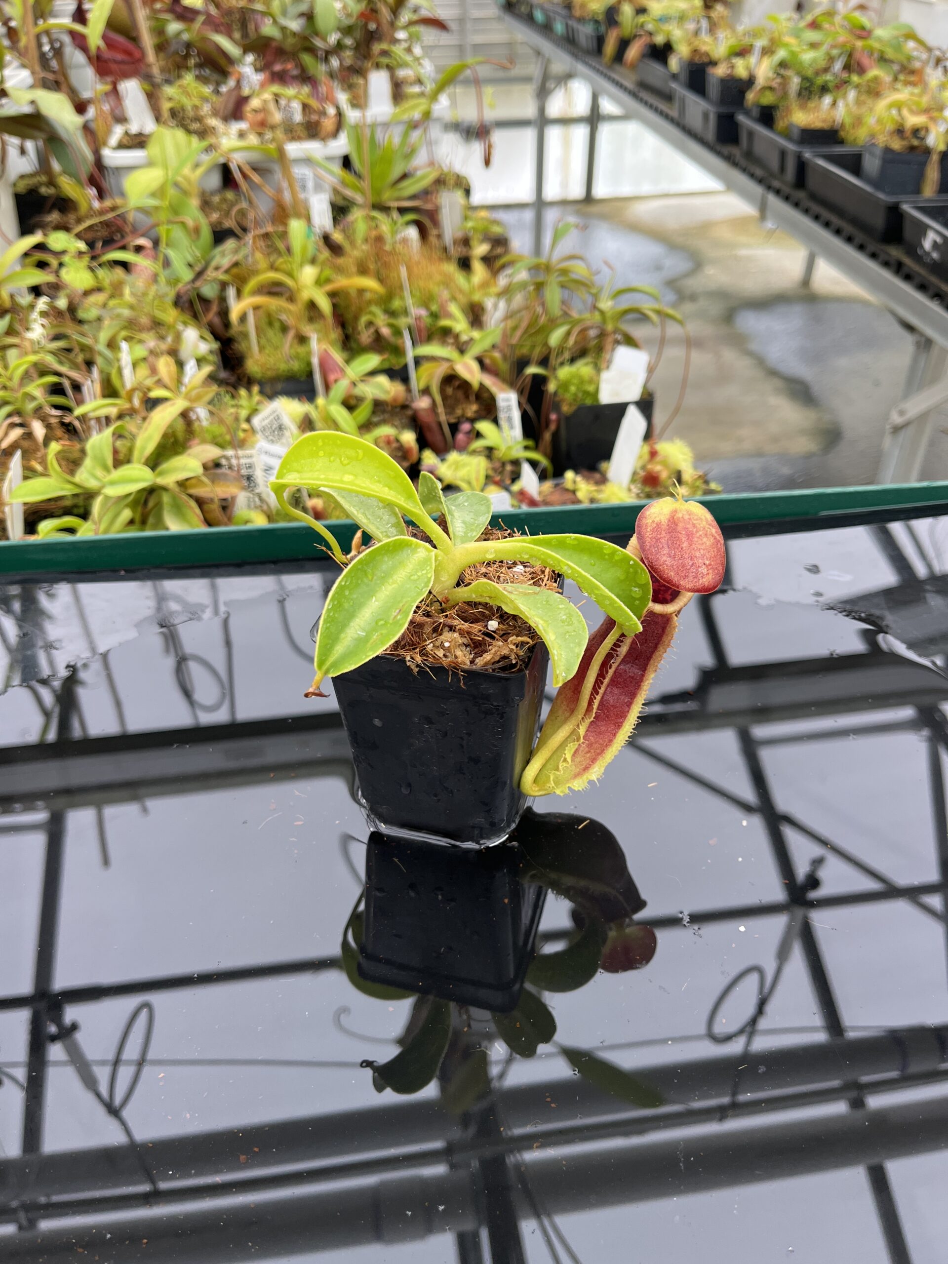Wide Angle of Nepenthes spathulata x lowii | Borneo Exotics | BE-4517 | H23771