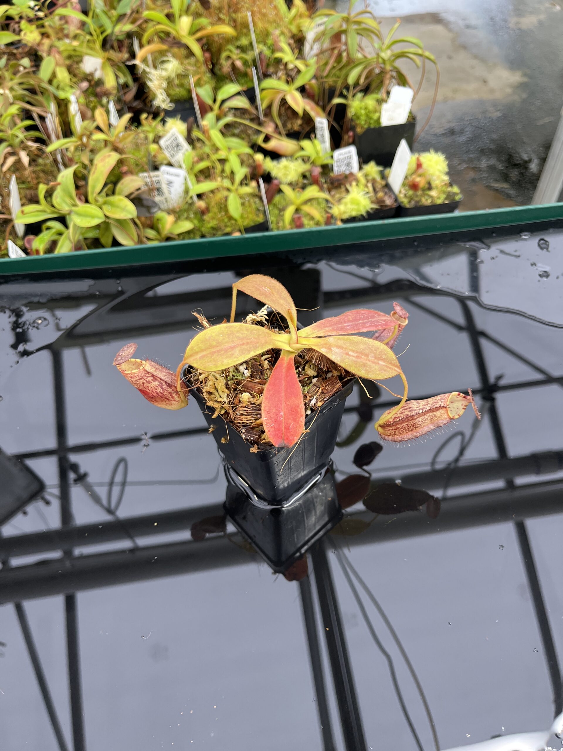 Wide Angle of Nepenthes spectabilis x ephippiata | Borneo Exotics | BE-4681 | H23976