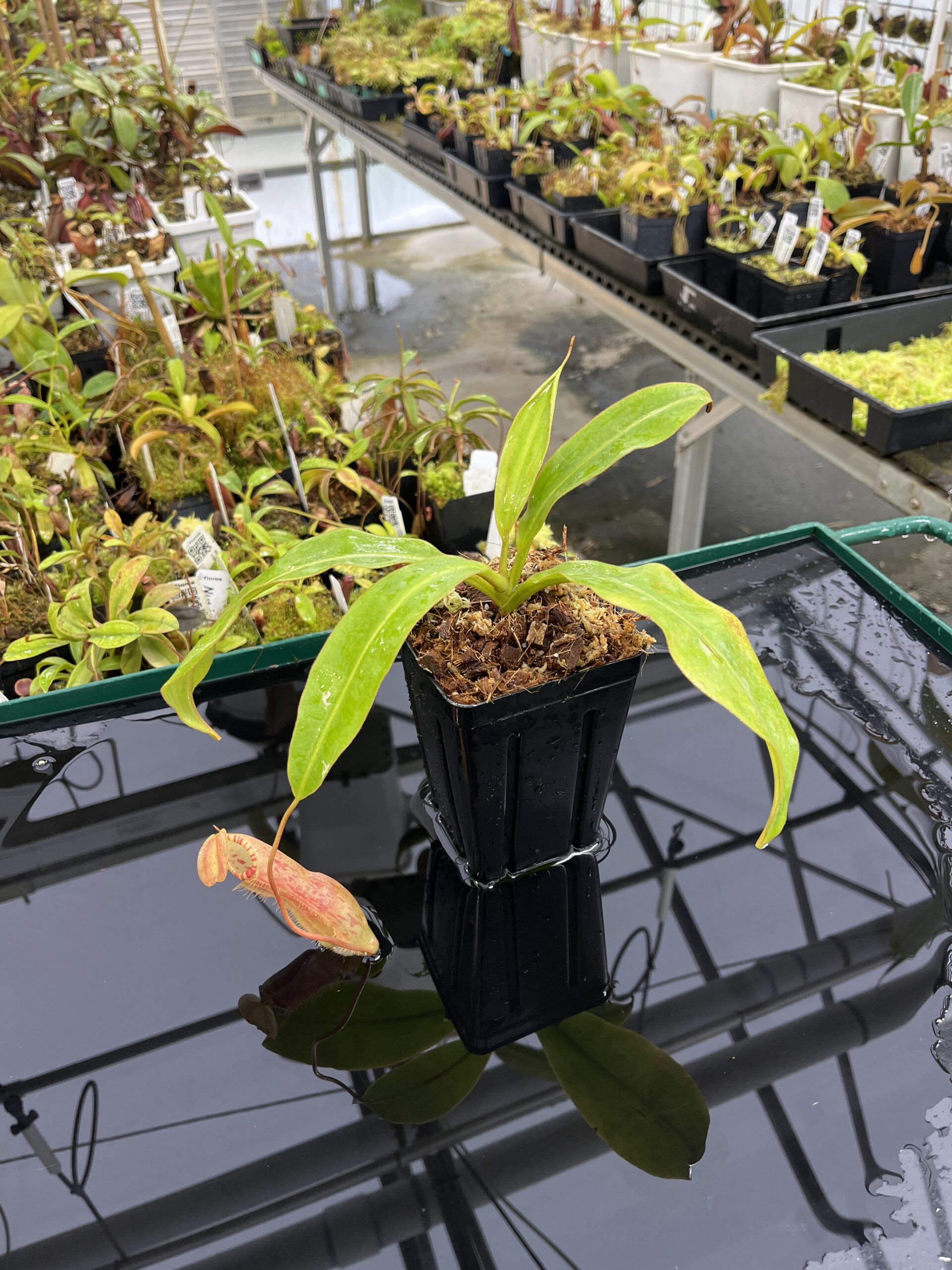 Wide Angle of Nepenthes sumatrana | Borneo Exotics | BE-4540 | L23885