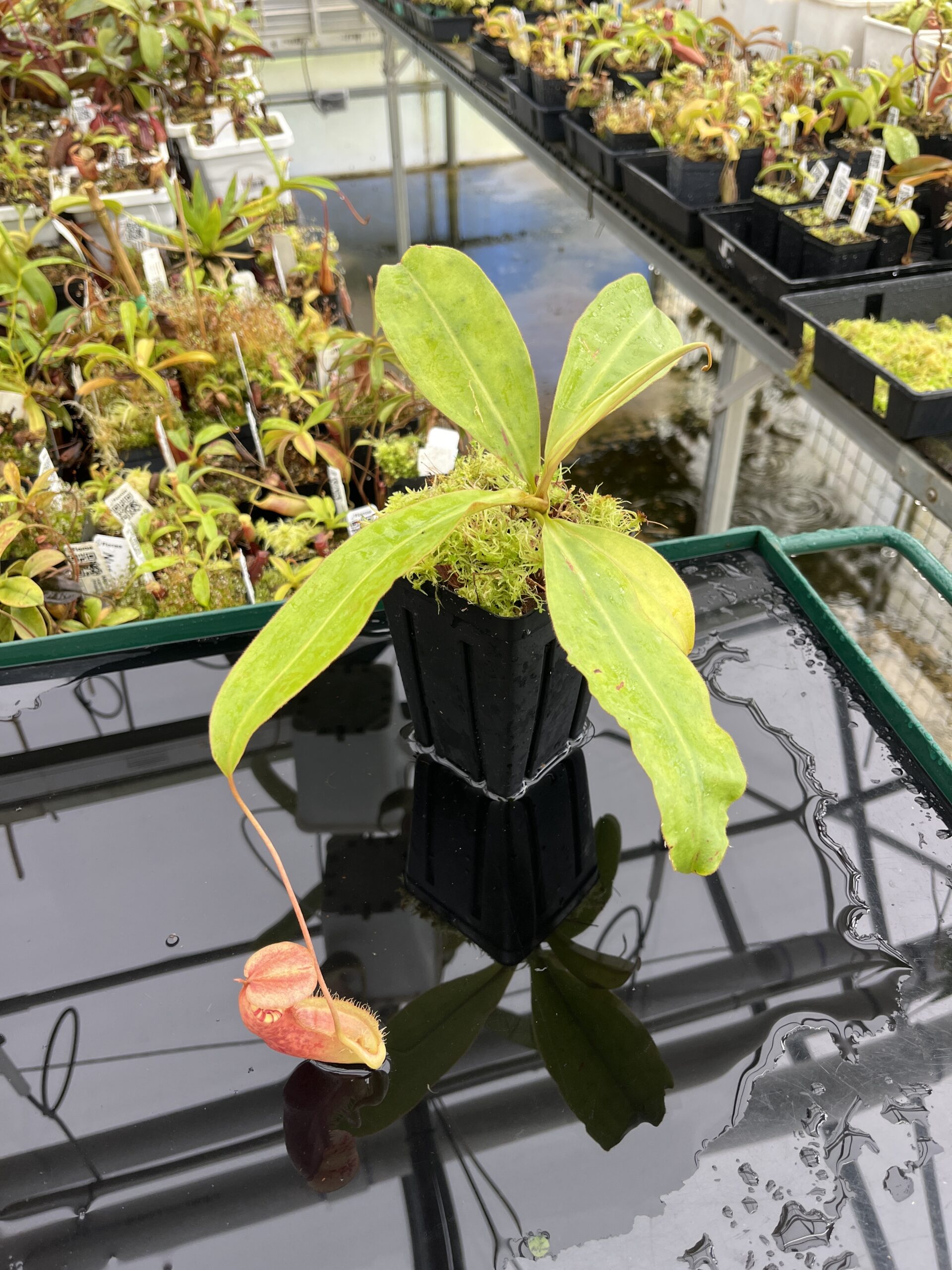 Wide Angle of Nepenthes sumatrana | Borneo Exotics | BE-4540 | L24678