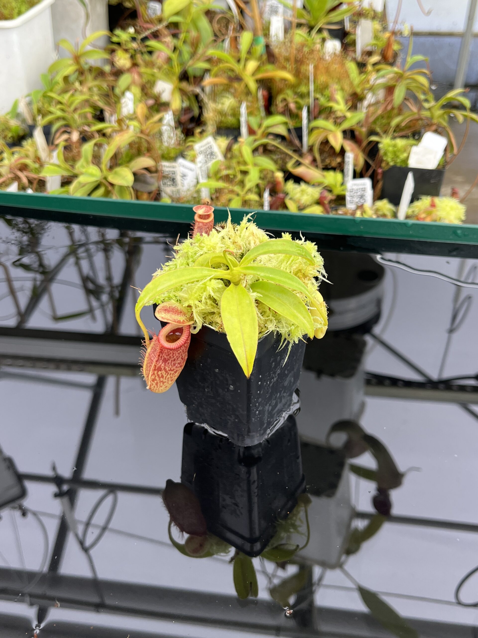 Wide Angle of Nepenthes talangensis x edwardsiana | Andreas Wistuba | AW-(ISC) | H24705