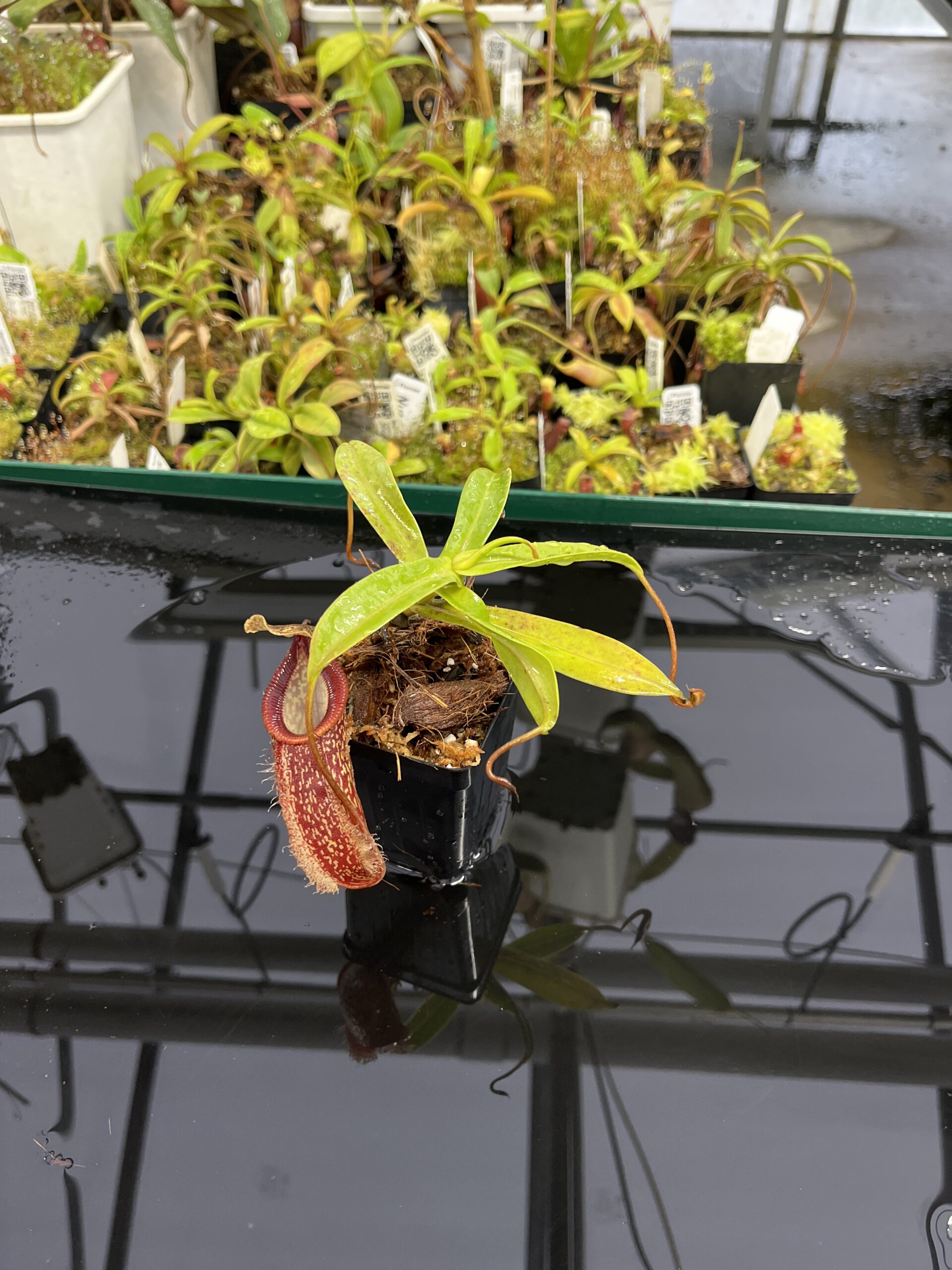Wide Angle of Nepenthes talangensis x hamata | Borneo Exotics | BE-4003 | H23947