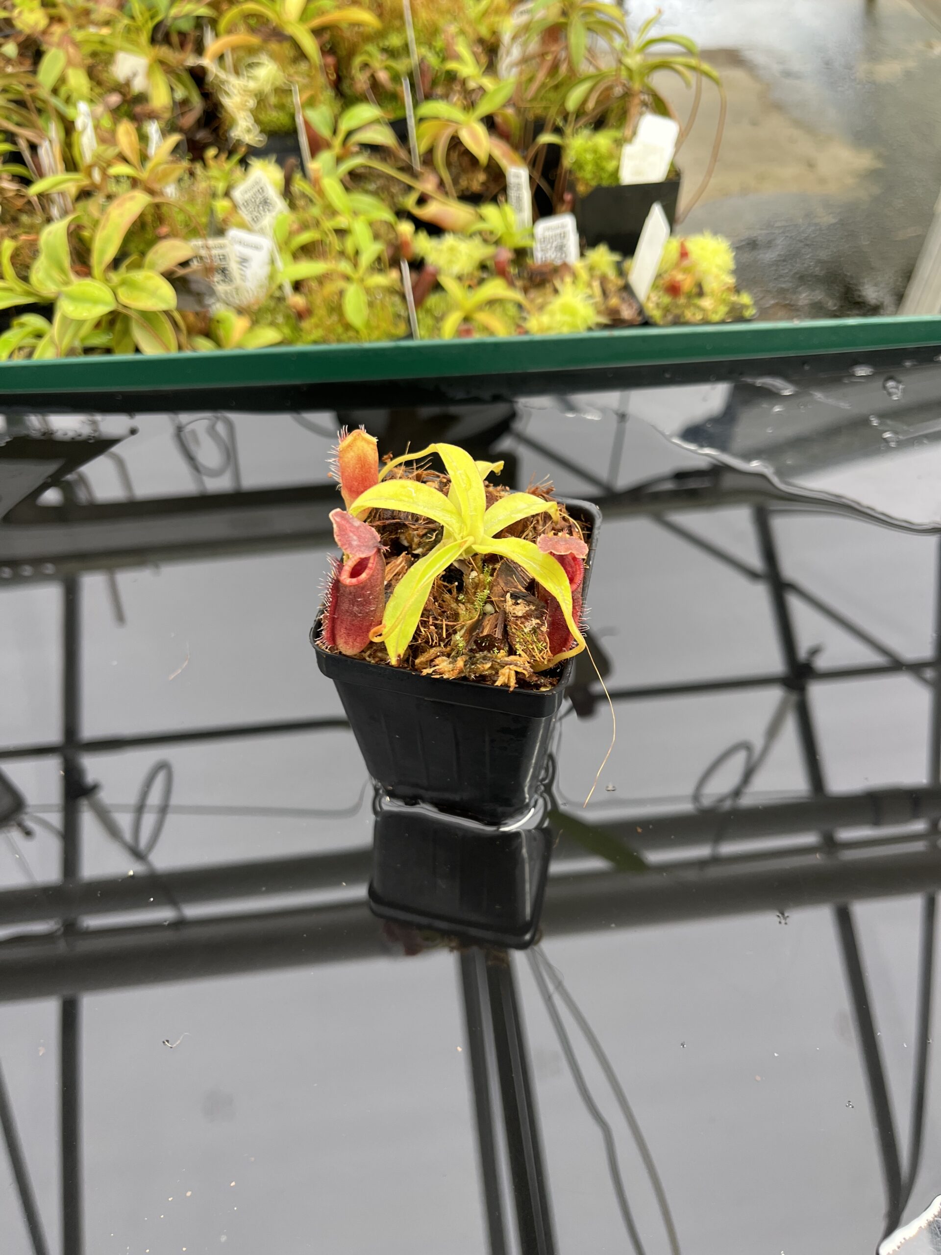 Wide Angle of Nepenthes talangensis x (lowii x tentaculata) | Borneo Exotics | BE-4573 | H23977