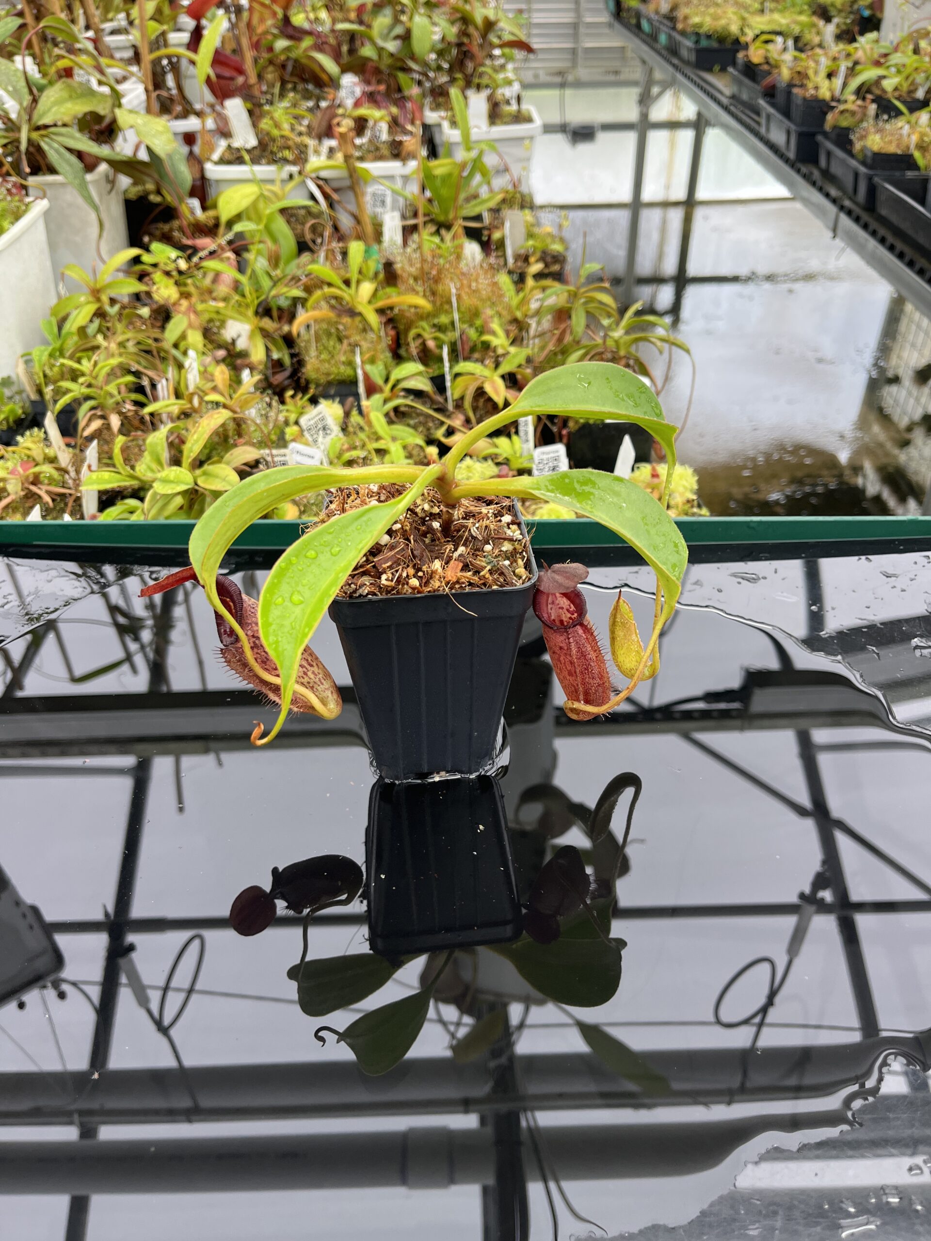 Wide Angle of Nepenthes talangensis x robcantleyi | Borneo Exotics | BE-3497 | IN23911