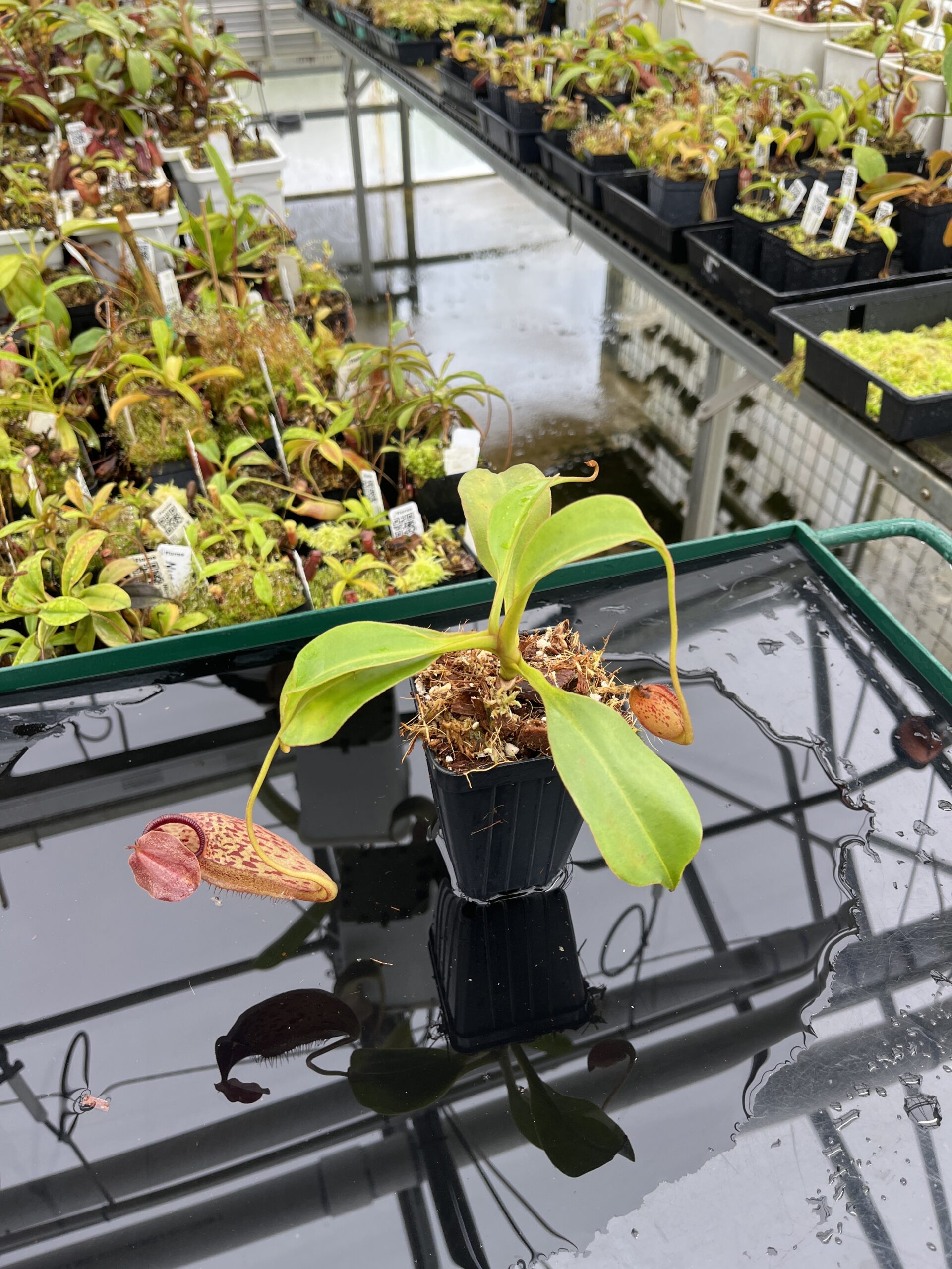 Wide Angle of Nepenthes talangensis x robcantleyi | Borneo Exotics | BE-3497 | IN23914