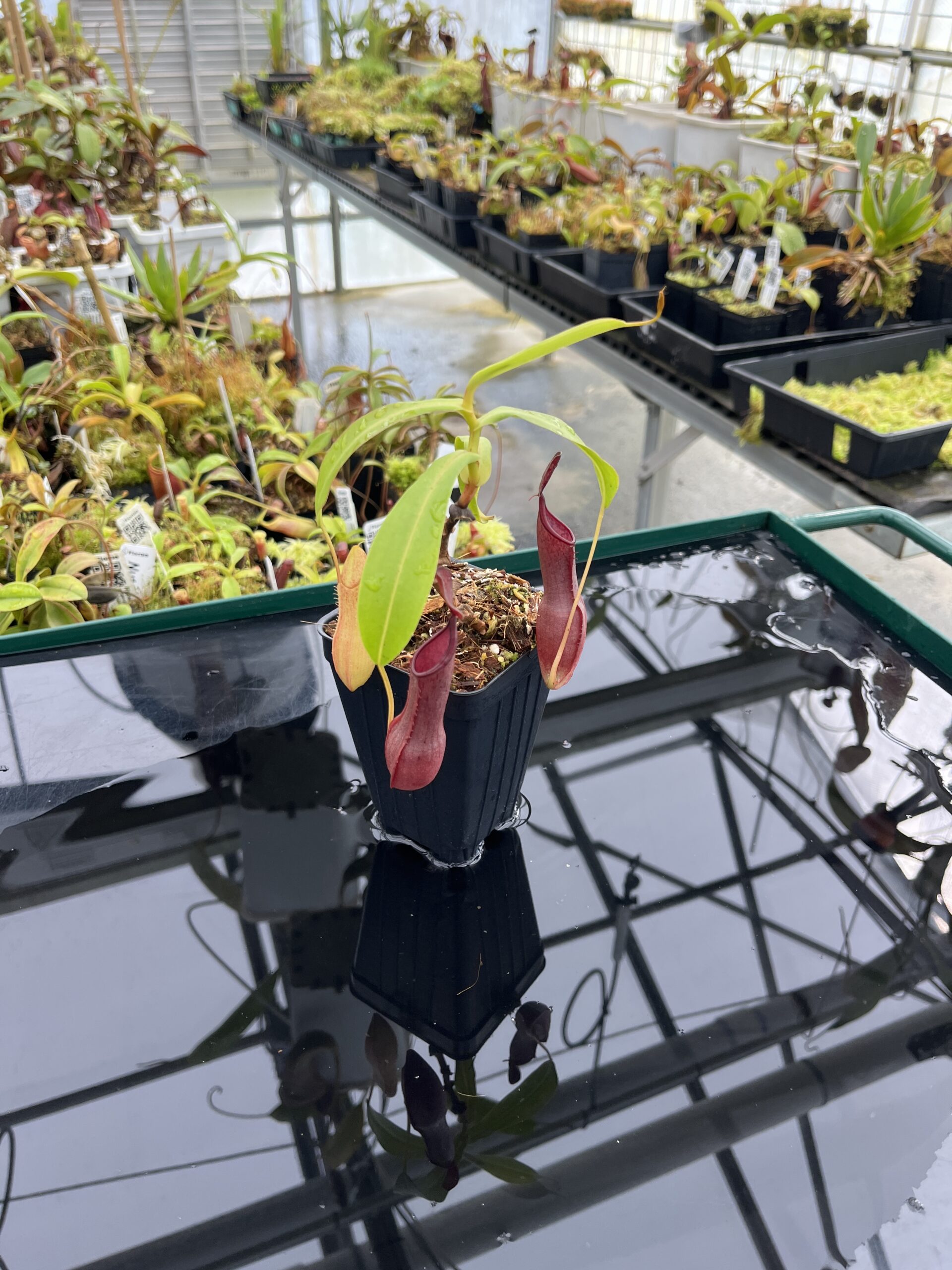 Wide Angle of Nepenthes tobaica | Borneo Exotics | BE-4089 | IN24750