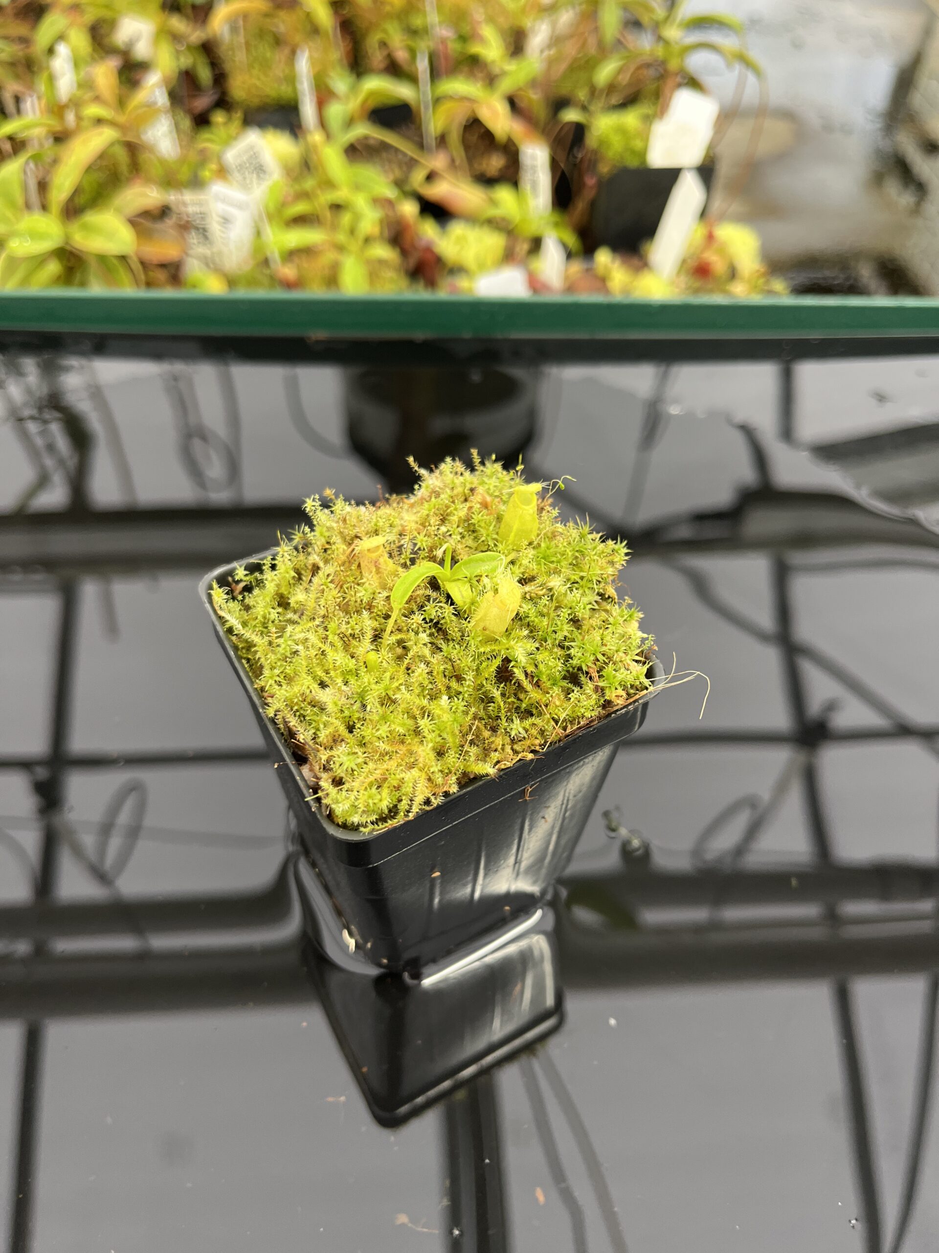 Wide Angle of Nepenthes undulatifolia | Florae Collaborative | FC-203.IC | H23871