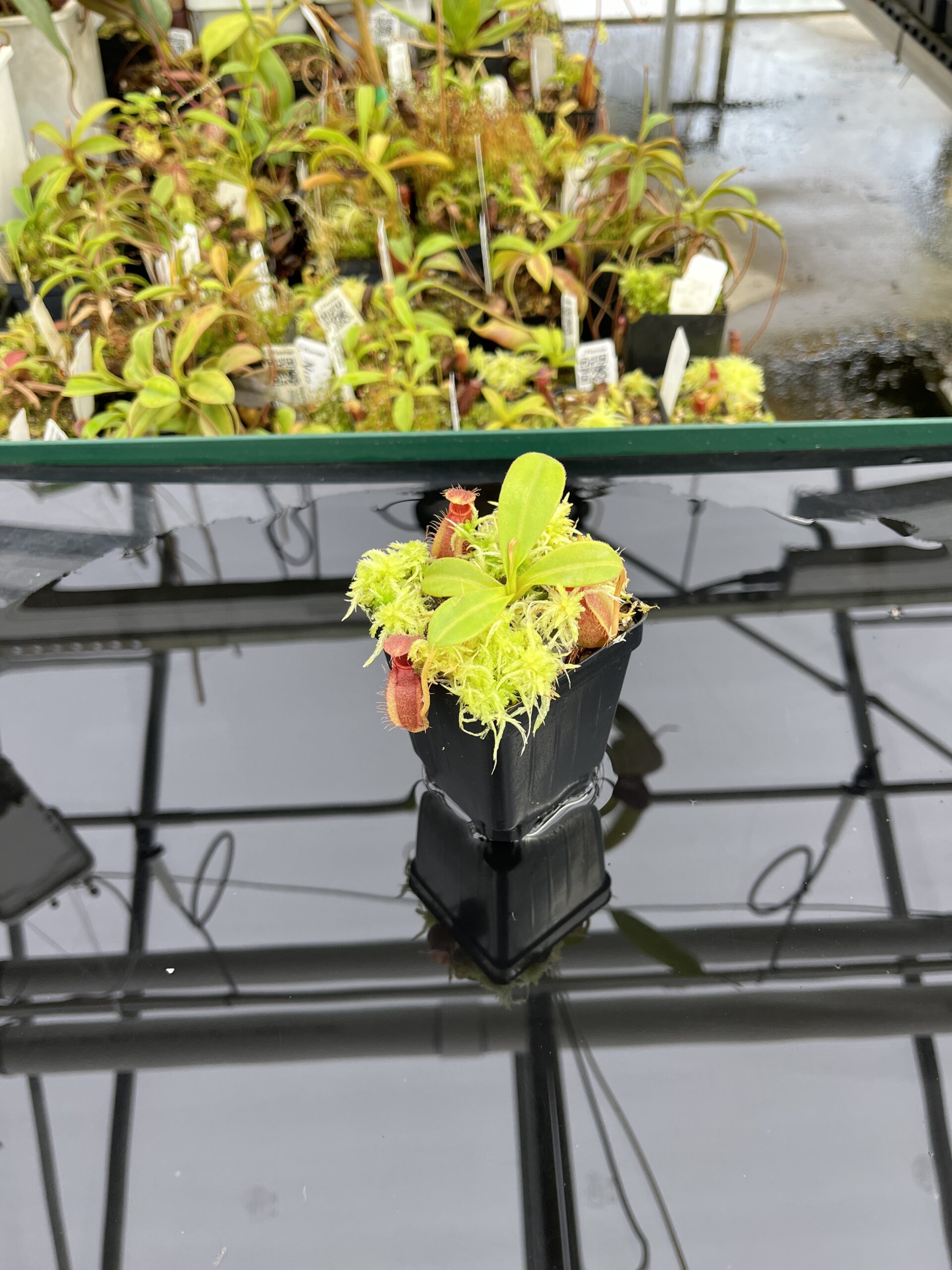 Wide Angle of Nepenthes undulatifolia x macrophylla | Andreas Wistuba | AW-ISC | H24706