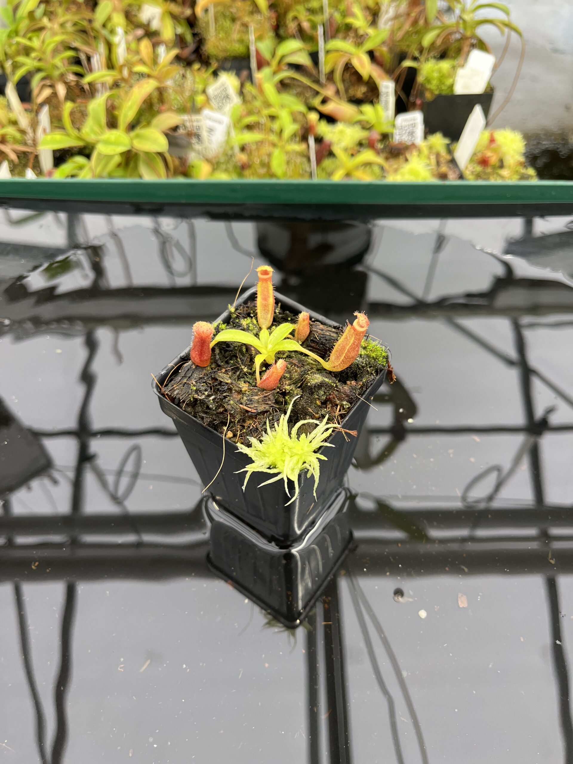 Wide Angle of Nepenthes (veitchi x lowii) x edwardsiana | Florae | Clone 5 | Florae Collaborative | FC-122.05 | IN23929