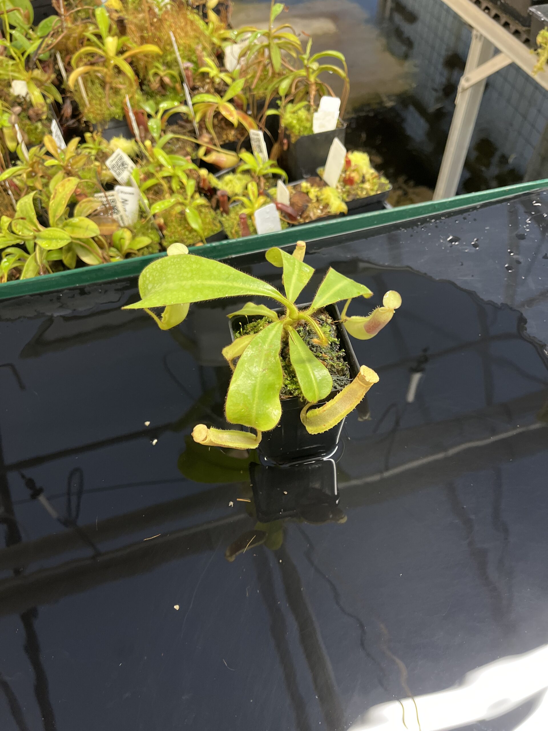 Wide Angle of Nepenthes veitchii | Borneo Exotics | BE-4087 | IN23855