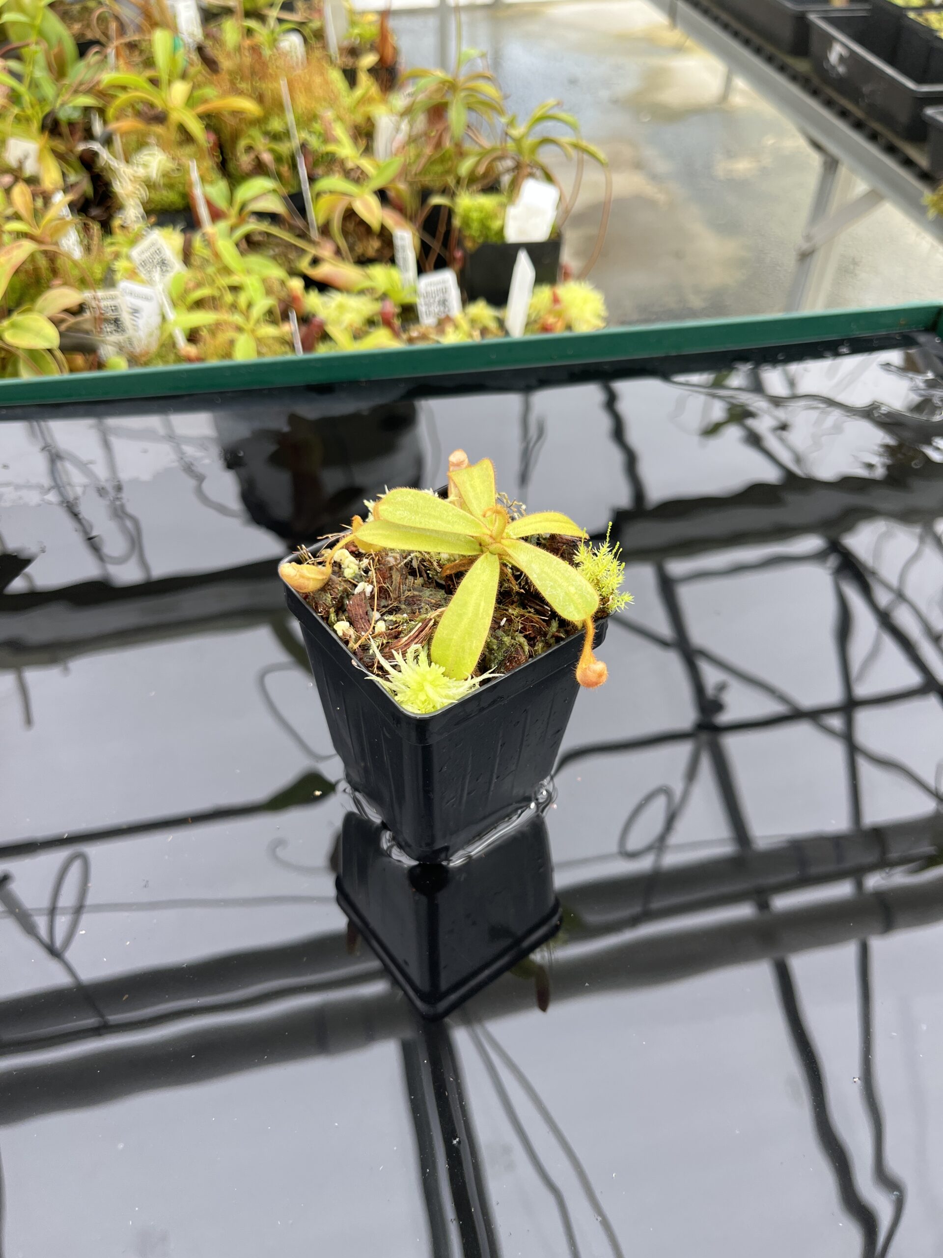 Wide Angle of Nepenthes veitchii {horticultural cross: yellow x striped peristome} | Best Carnivorous Plants | BCP-340 | IN24776