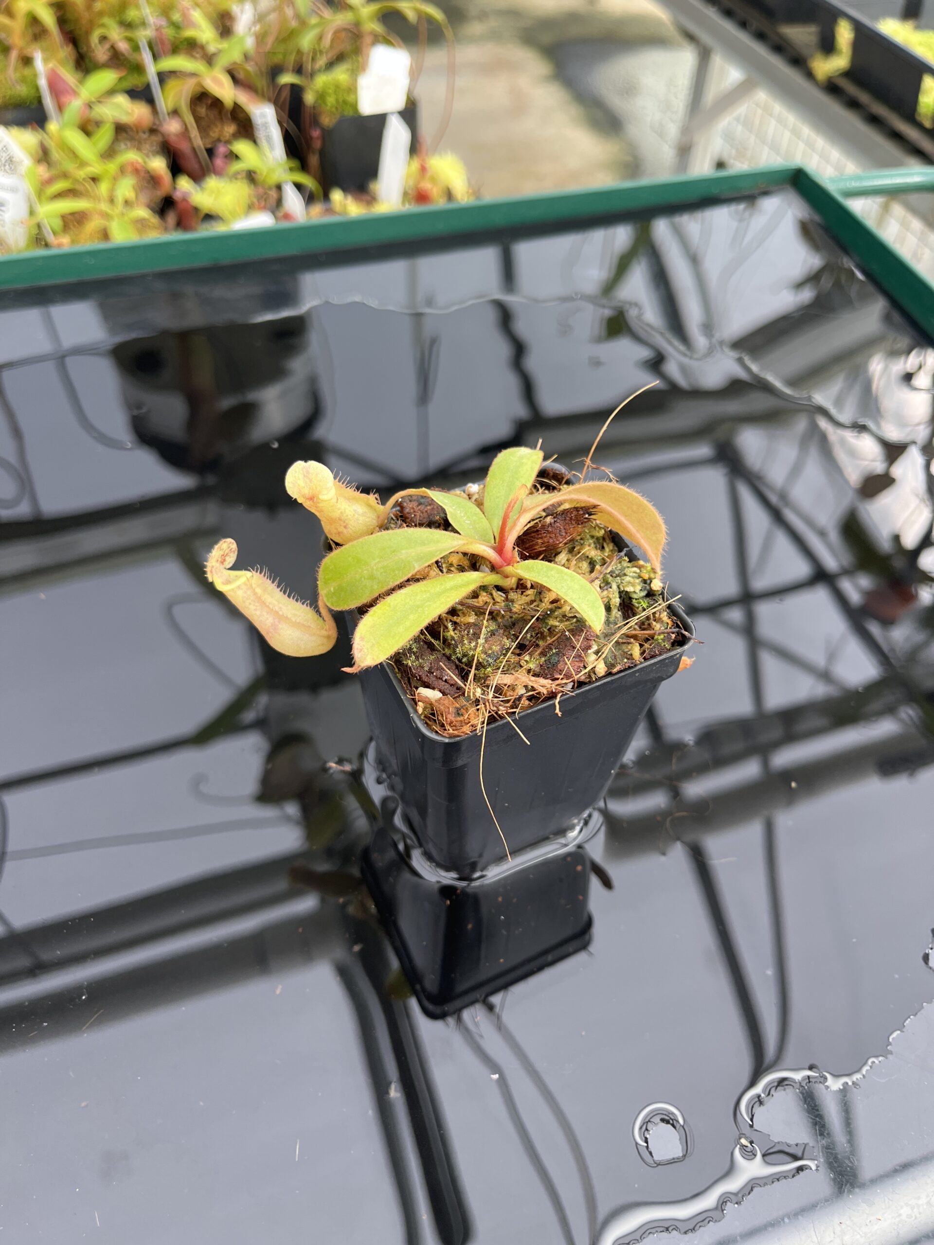 Wide Angle of Nepenthes veitchii long, striped x hamata | Jeremiah Harris | Clone 1 | Jeremiah Harris | JH-400.01 | IN23745