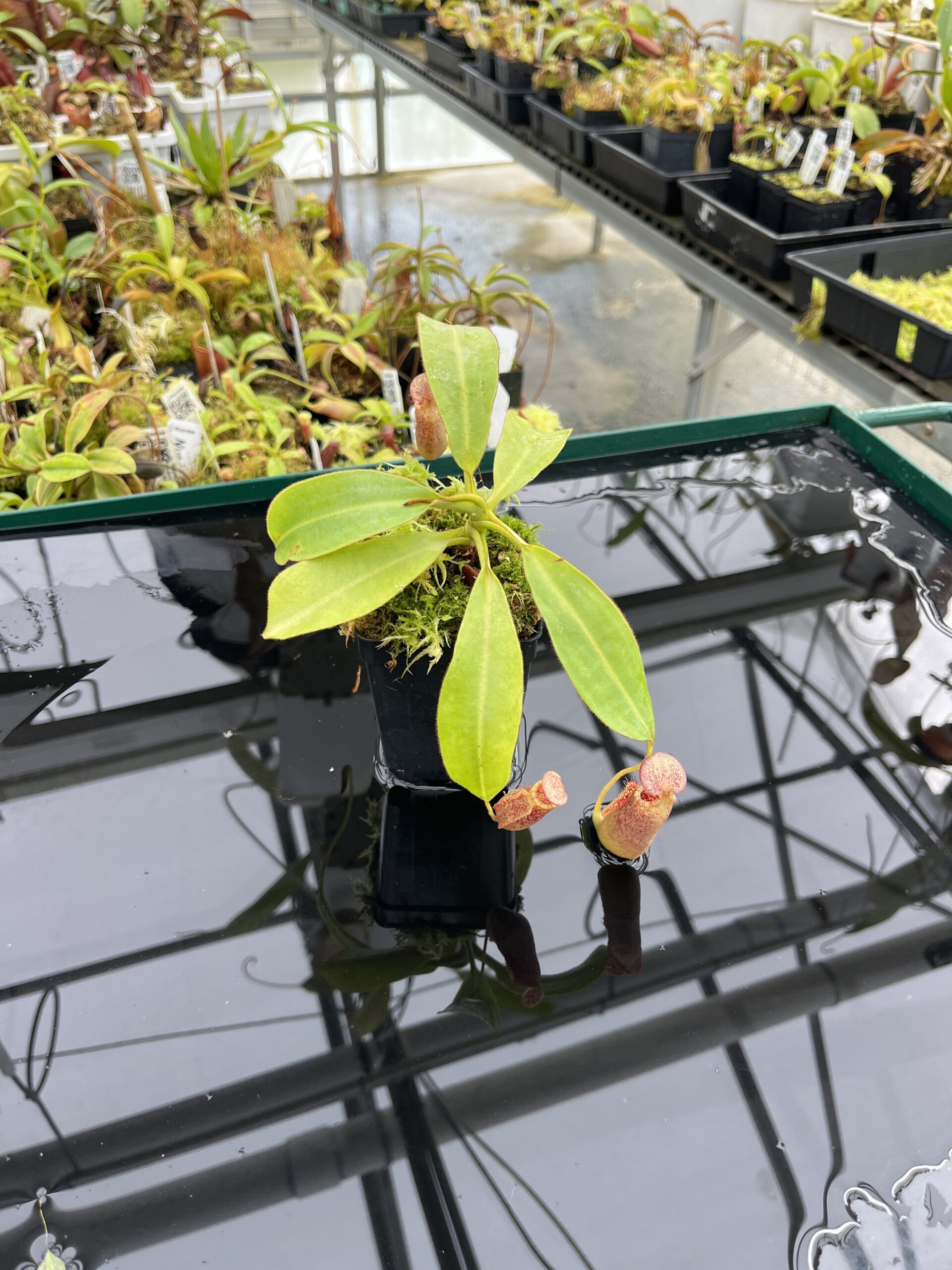 Wide Angle of Nepenthes (veitchii x burbidgeae) x (lowii x Gothica)-‘WP’ | Florae | Clone 11 | Florae Collaborative | FC-169.11 | IN24757