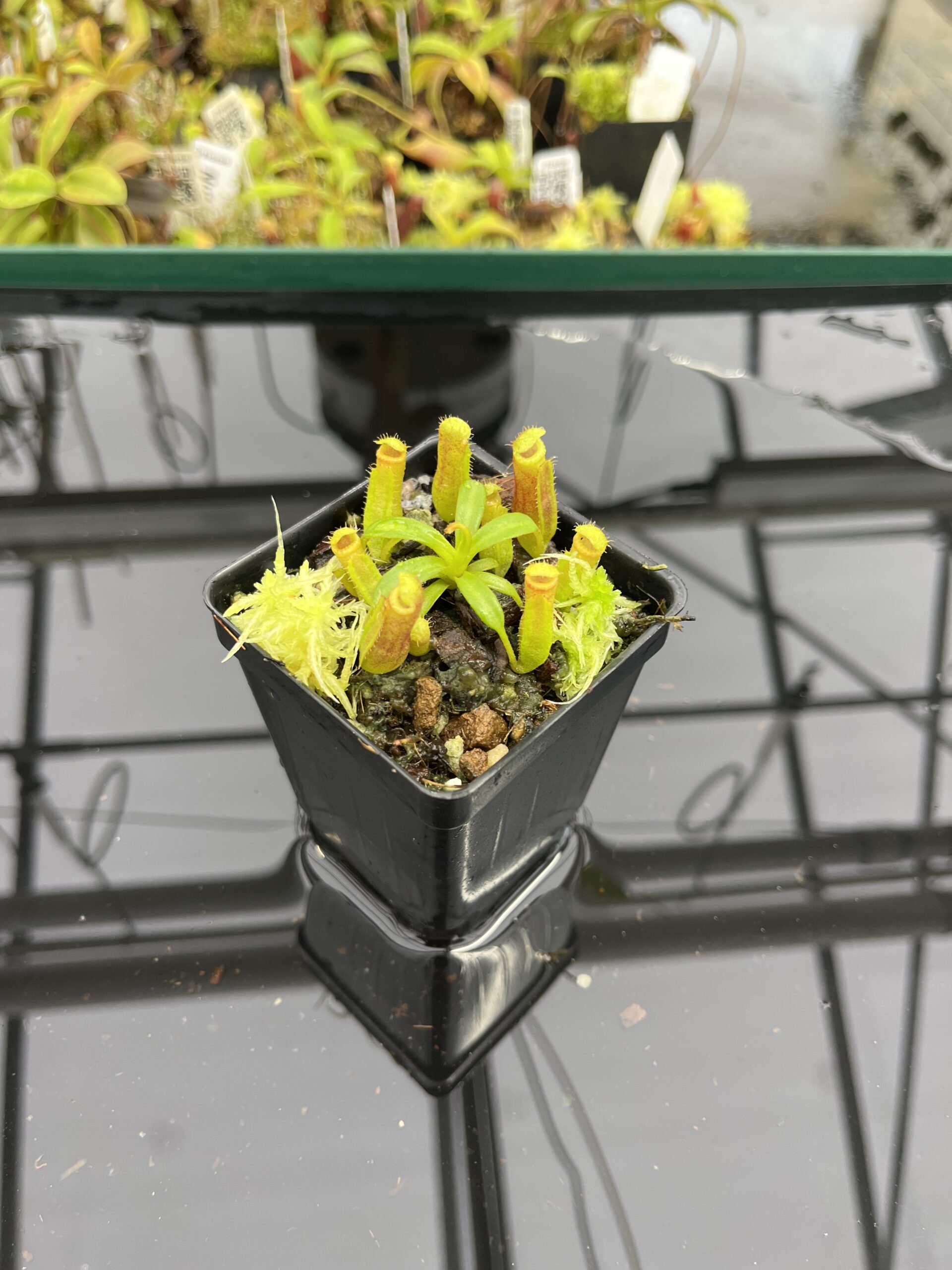 Wide Angle of Nepenthes (veitchii x lowii) x edwardsiana | Florae Collaborative | FC-122.03 | H23928