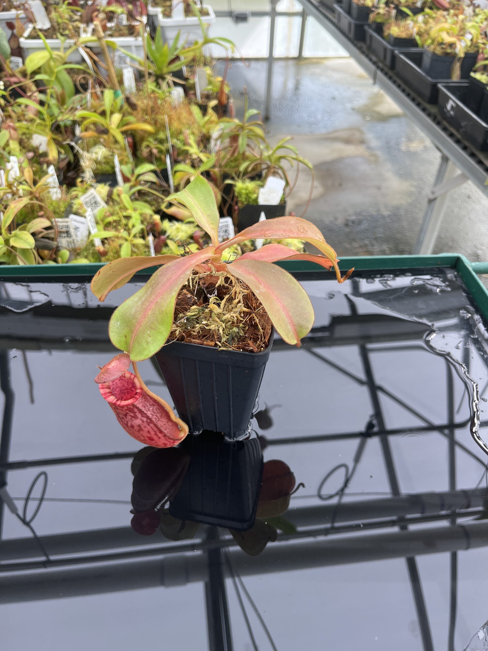 Wide Angle of Nepenthes (veitchii x lowii) x spectabilis | Borneo Exotics | BE-3400 | IN24752