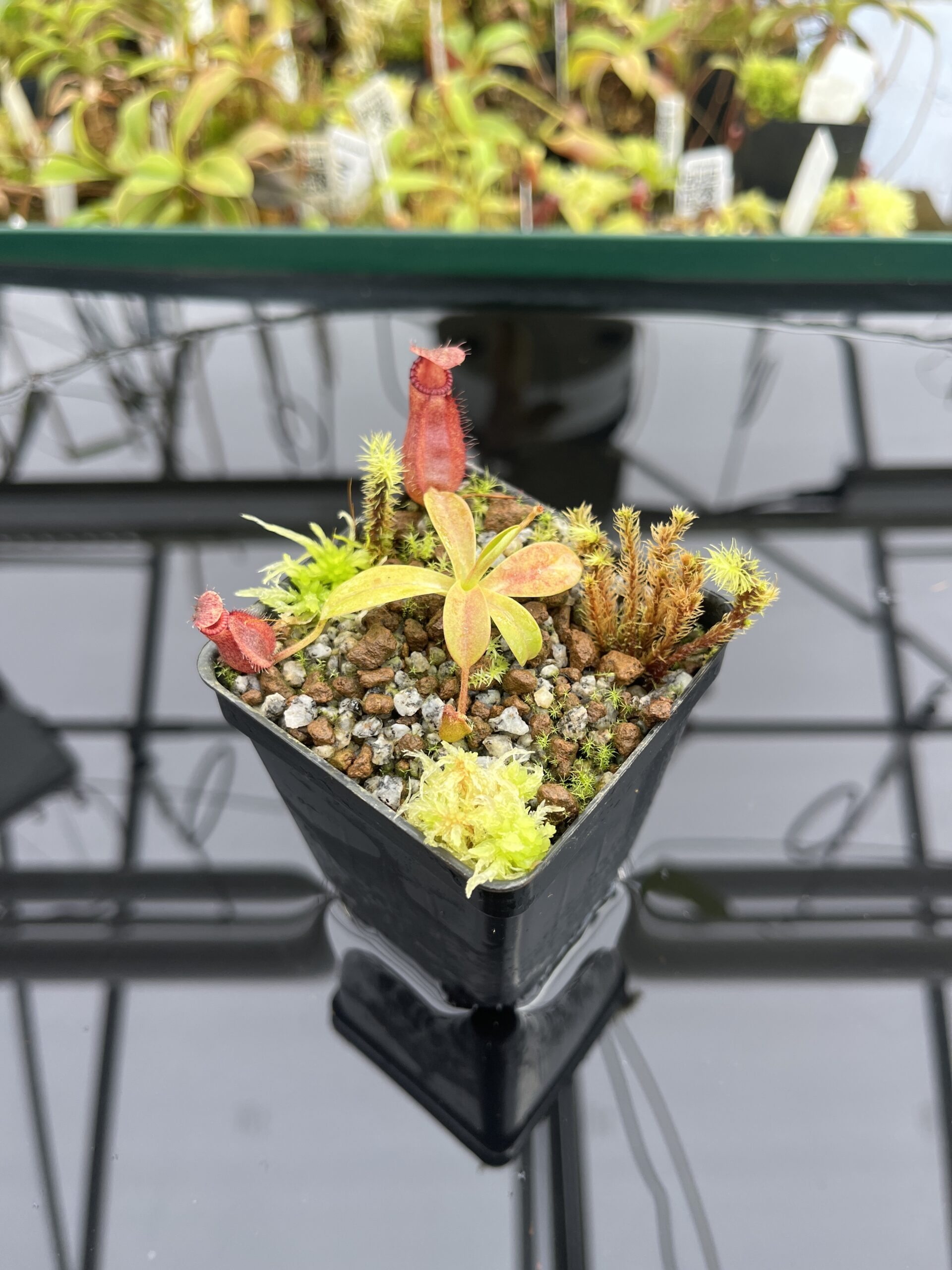 Wide Angle of Nepenthes villosa x hamata | Borneo Exotics | BE-4099 | H24717