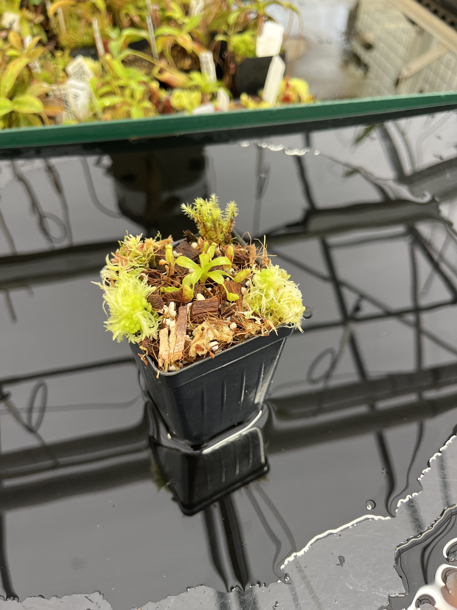 Wide Angle of Nepenthes villosa x lowii | Jeremiah Harris | JH-326.04 | H23869