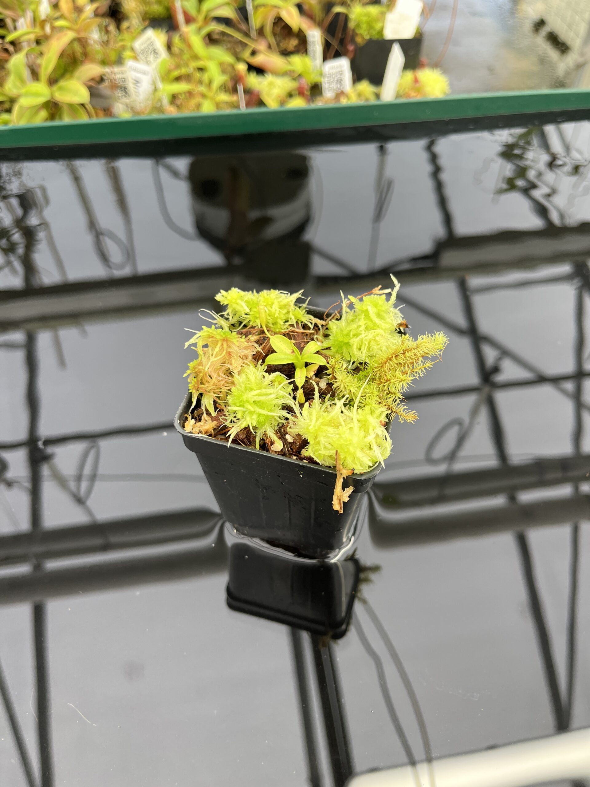 Wide Angle of Nepenthes (villosa x rajah) x villosa | JH | Clone 2 | Jeremiah Harris | JH-392.02 | H24716