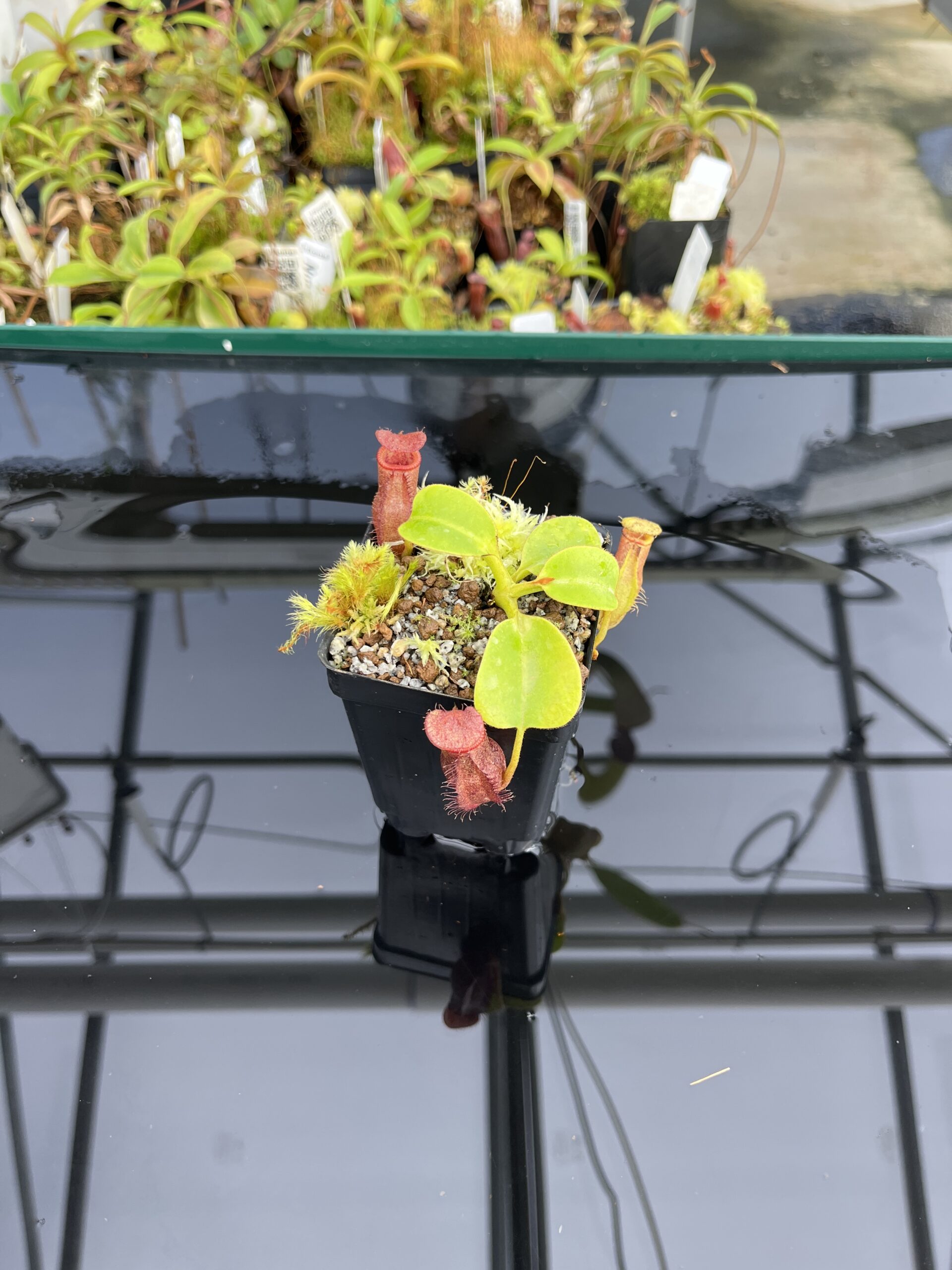 Wide Angle of Nepenthes villosa x robcantleyi | Borneo Exotics | BE-4079 | H23773