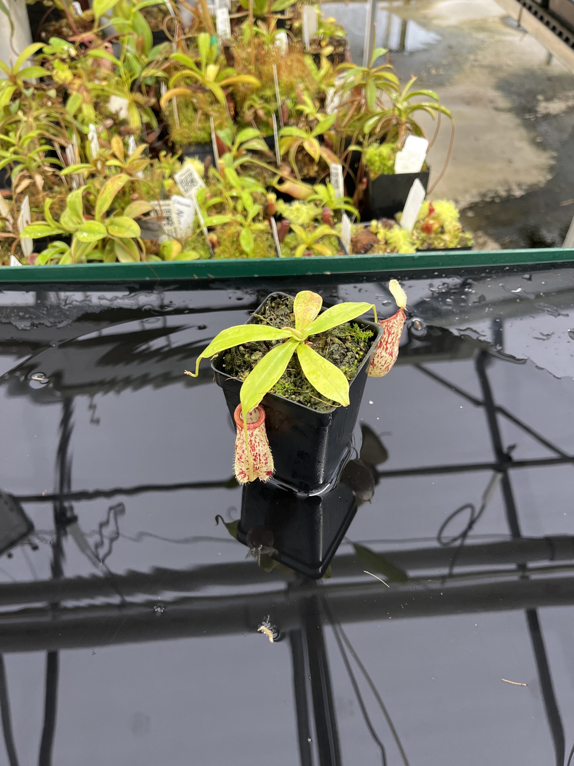 Wide Angle of Nepenthes xhookeriana | Malesiana Tropicals | MT-43 | L23891