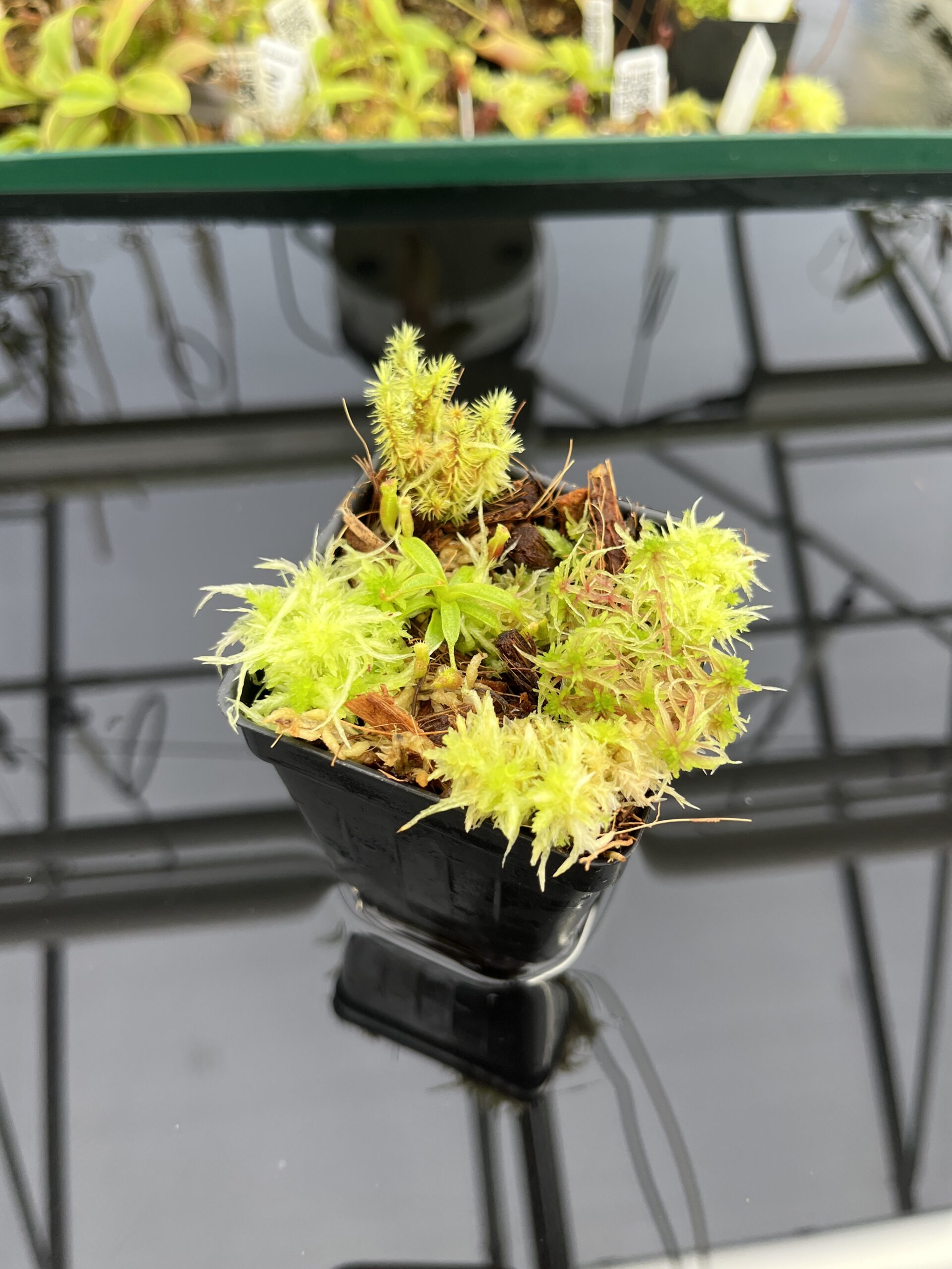 Wide Angle of Nepenthes xtrusmadiensis x villosa | JH | Clone 4 | Jeremiah Harris | JH-416.04 | H24715
