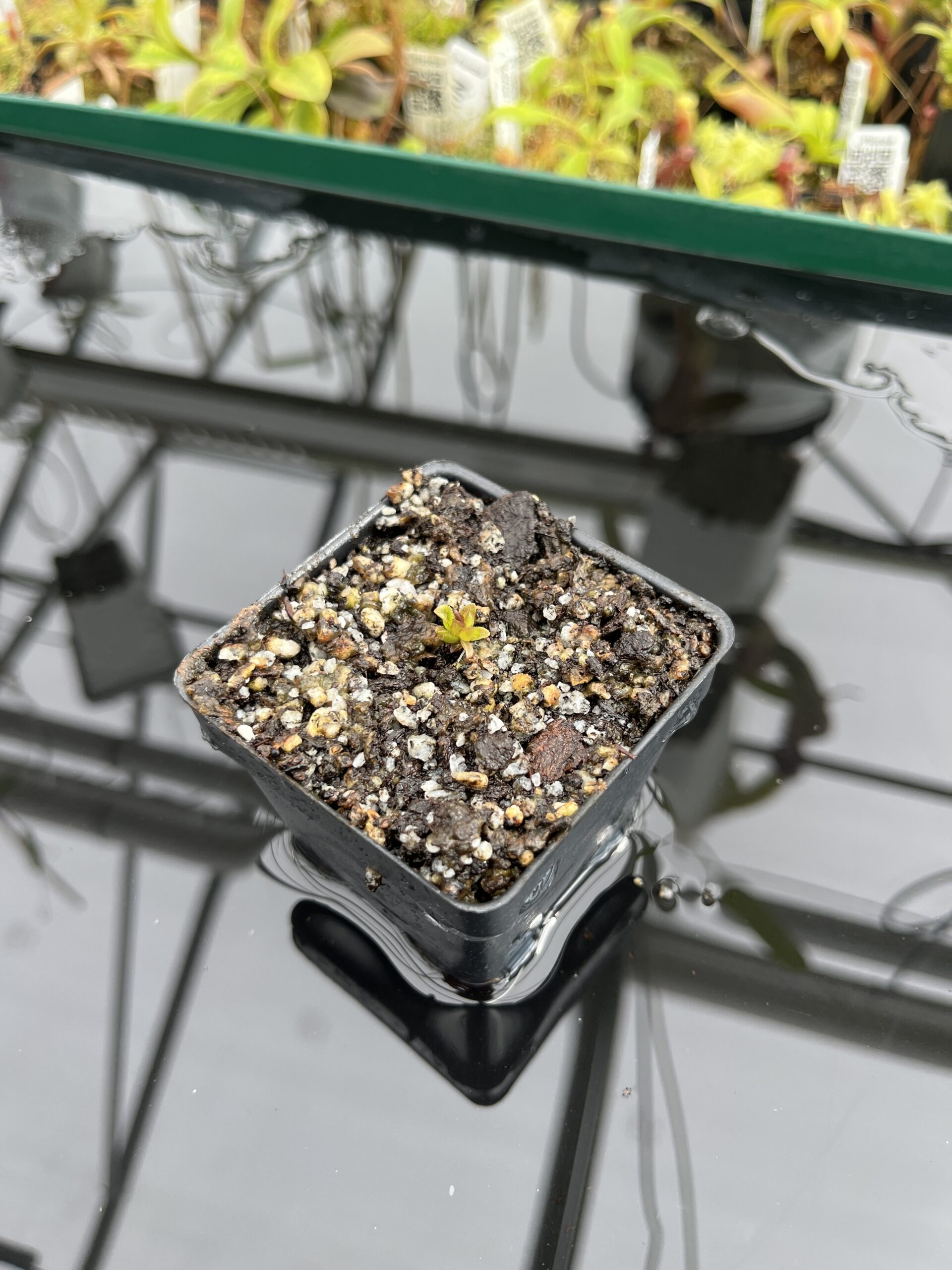 Wide Angle of Pinguicula calderoniae {Llano del Conecho, San Luis Potosi, Mexico} | Best Carnivorous Plants | BCP-618 | IN24673