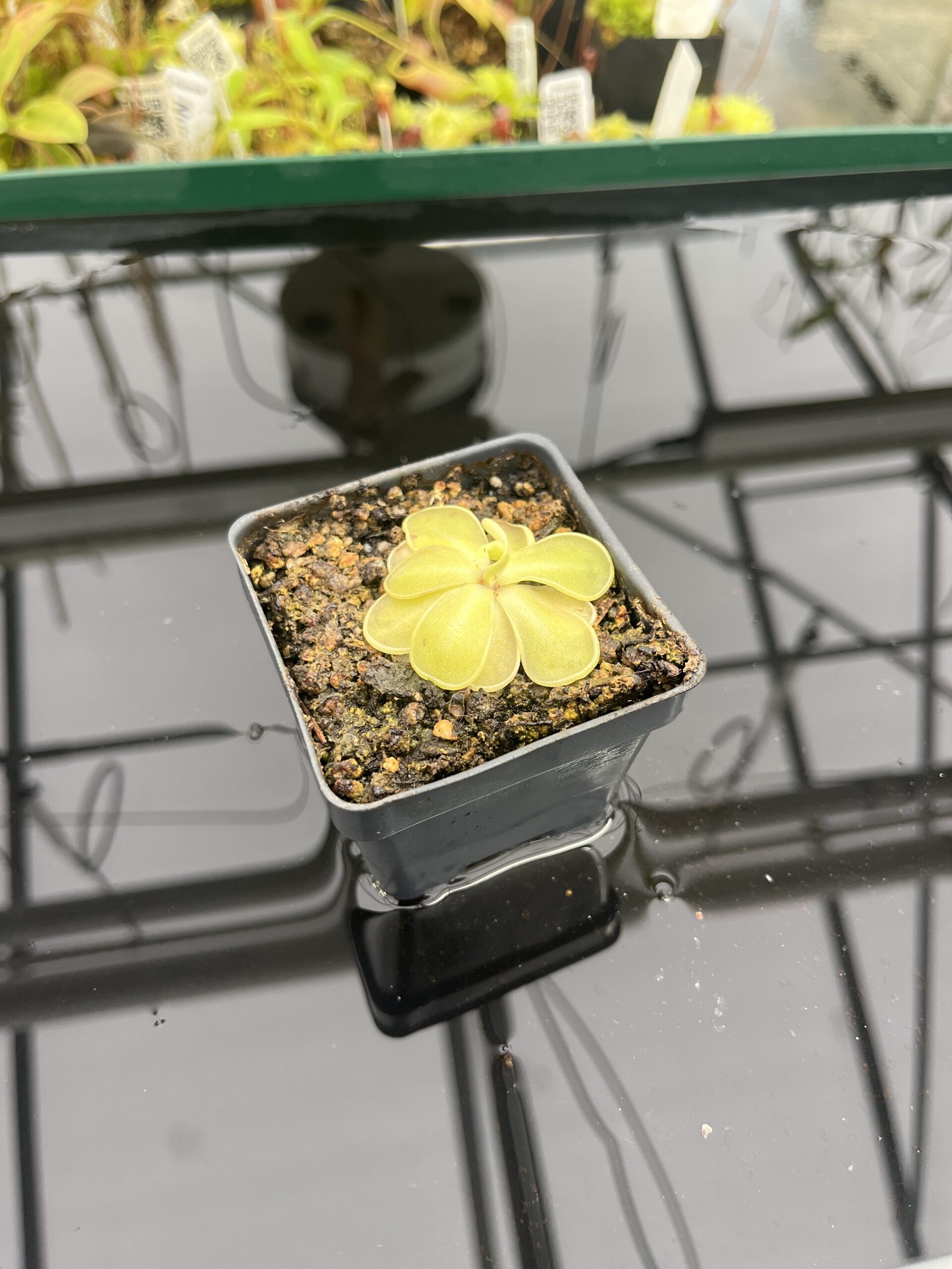 Wide Angle of Pinguicula emarginata {almost pure white flower, Zacapoaxtla, Mex.} | Best Carnivorous Plants | BCP-1289 | IN24733