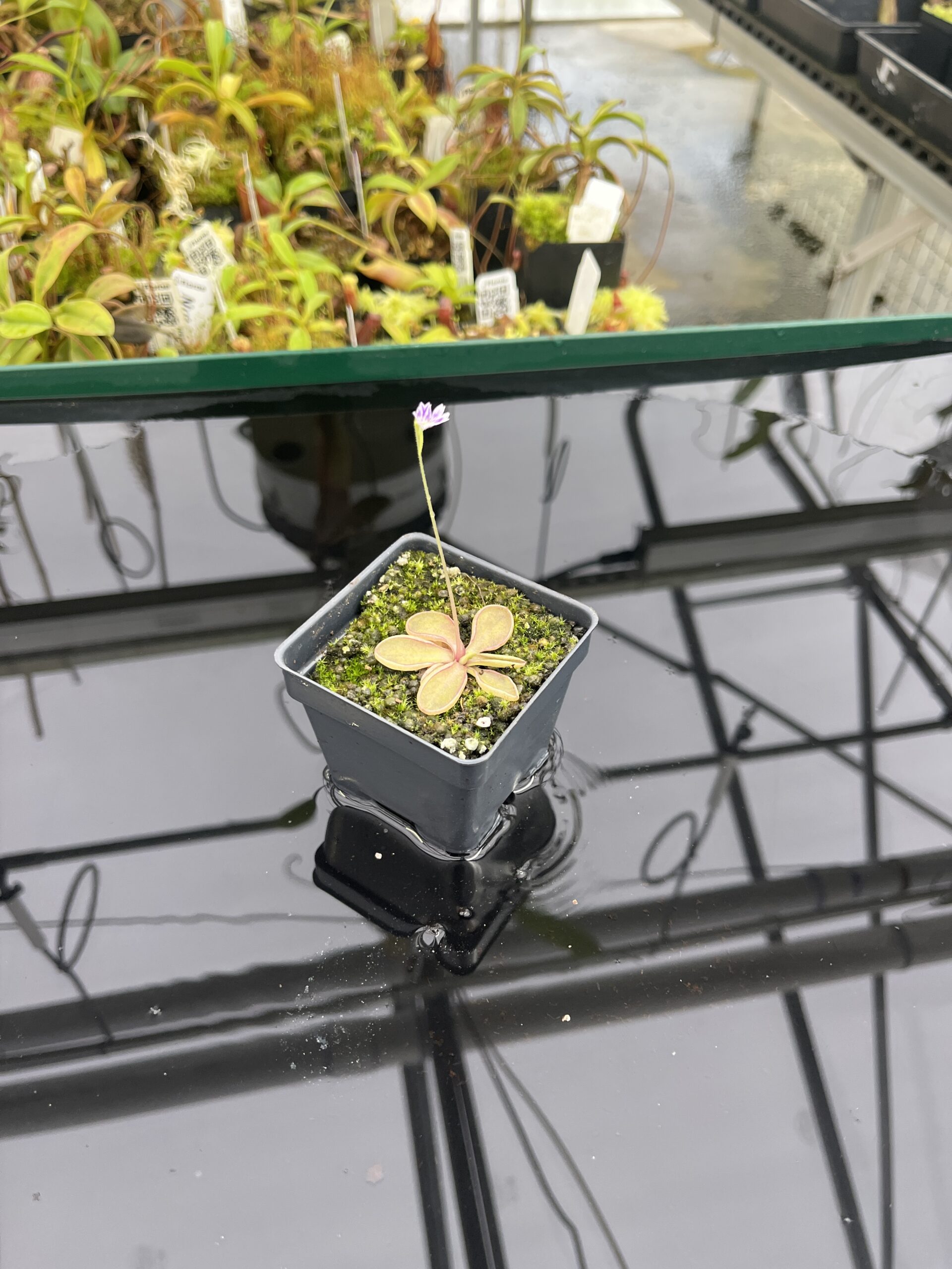 Wide Angle of Pinguicula emarginata {red coloured and big rosette} | Best Carnivorous Plants | BCP-1286 | IN24732