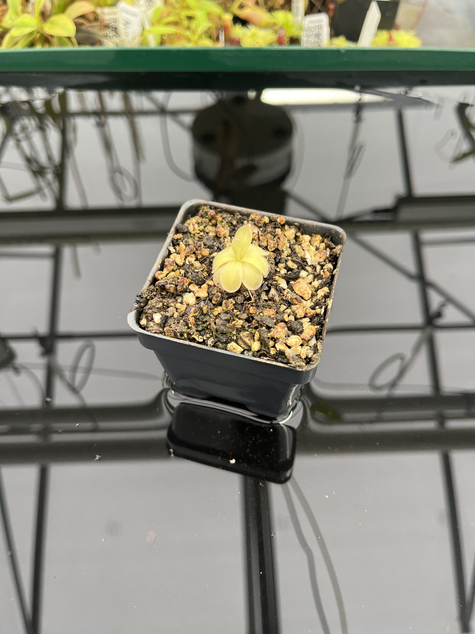 Wide Angle of Pinguicula ibarrae {P spec. agnata, Tlanchinol, Mexico} | Best Carnivorous Plants | BCP-1792 | IN24728