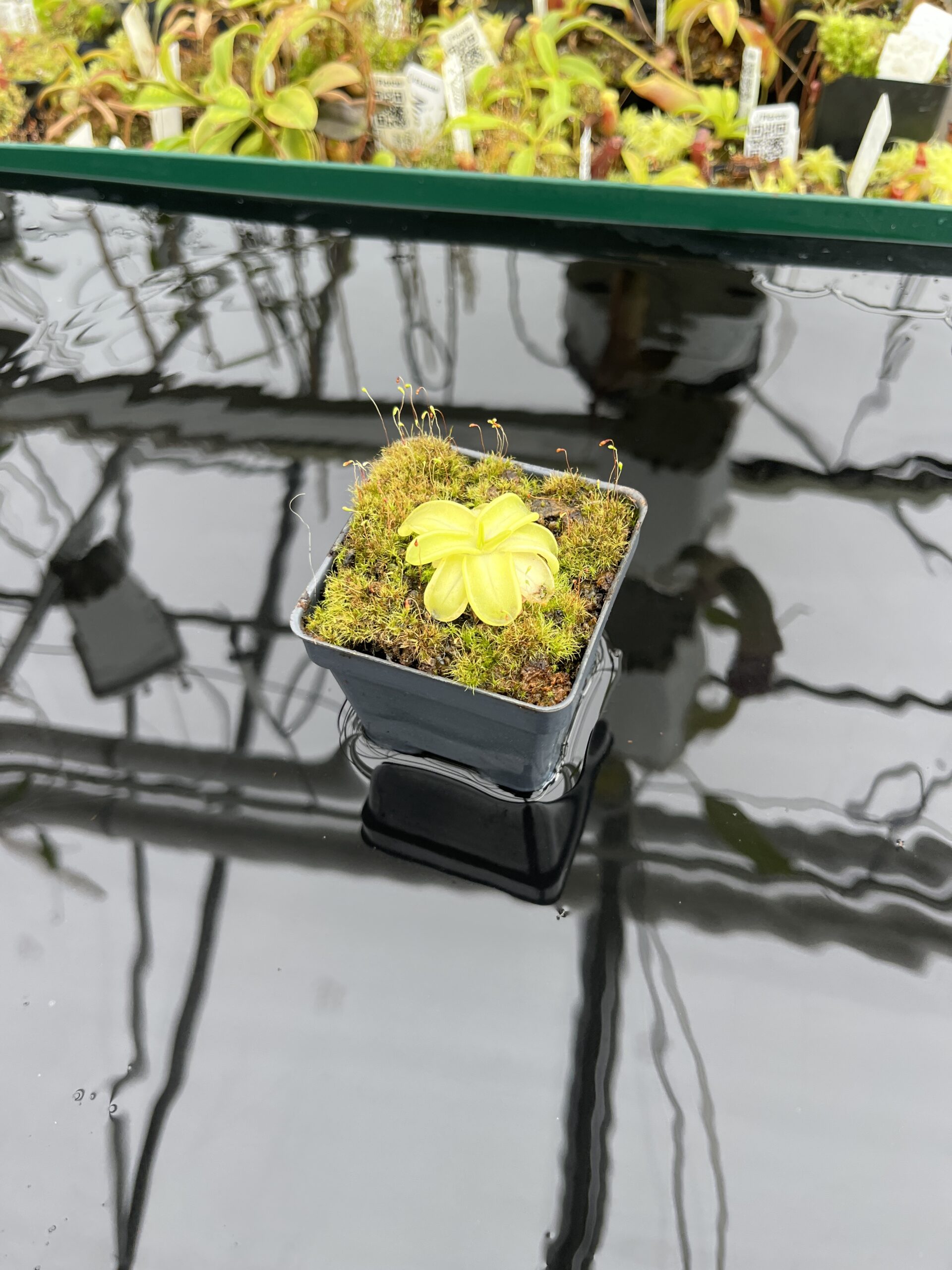 Wide Angle of Pinguicula mesophytica {Cerro El Pital, Honduras} | Best Carnivorous Plants | BCP-1697 | IN24675