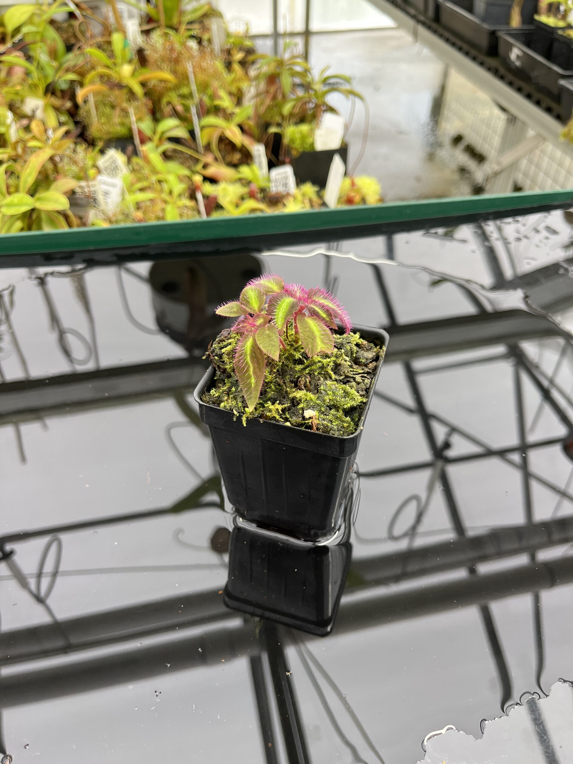 Wide Angle of Sonerila pulchella (Thailand) | Florae Collaborative | | IN23923