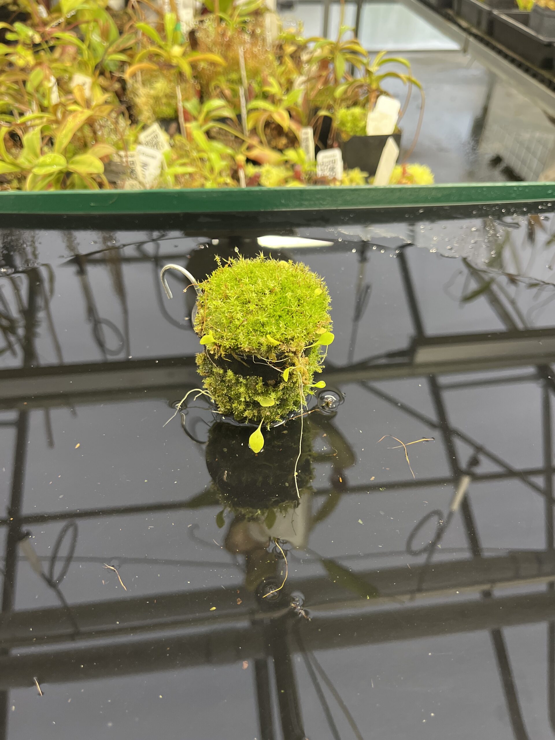 Wide Angle of Utricularia asplundii x U. campbelliana {mixed clones} | Best Carnivorous Plants | BCP-1655 | H23958