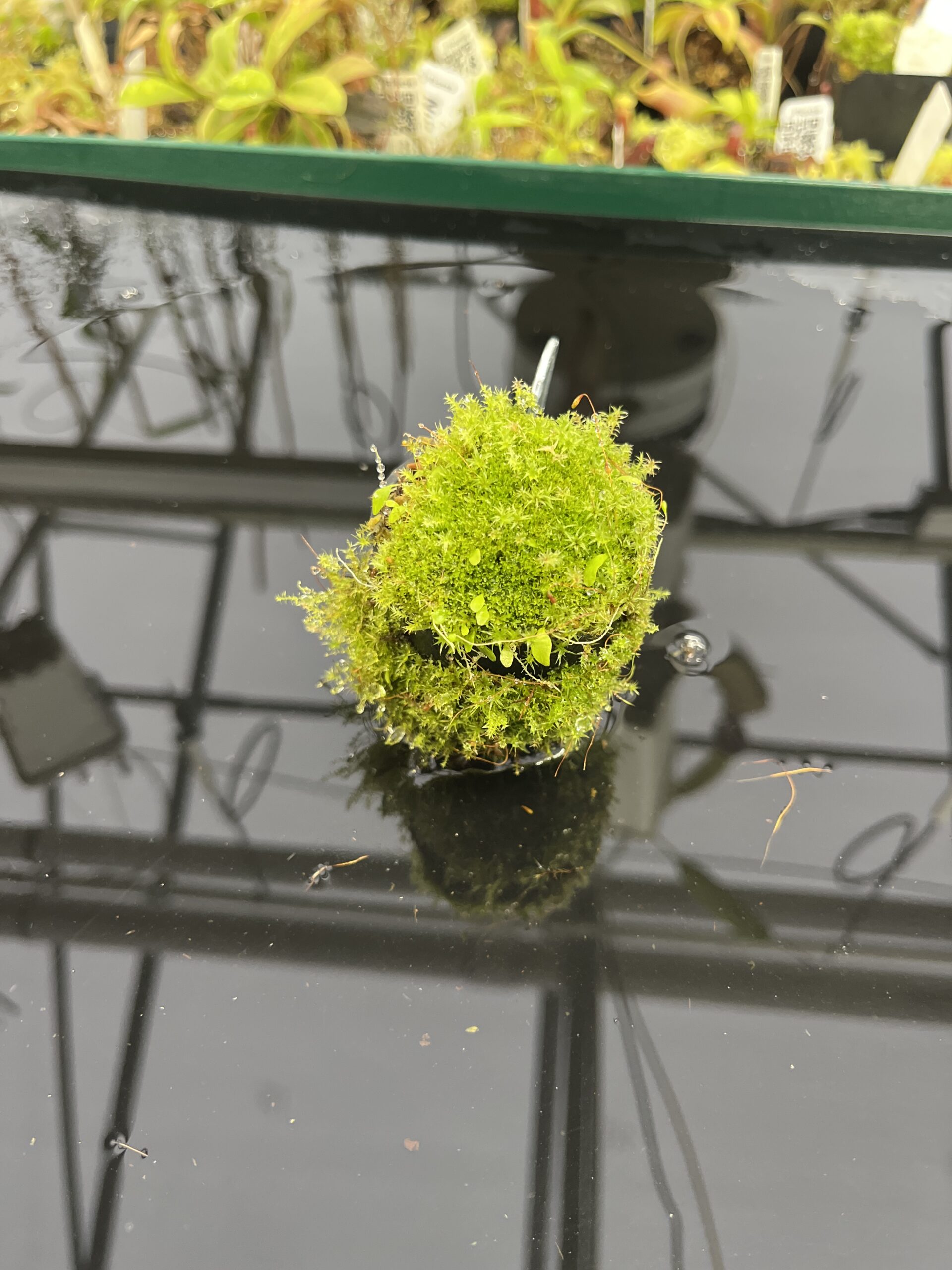 Wide Angle of Utricularia jamesoniana {Akopan Tepui, Venezuela} | Best Carnivorous Plants | BCP-1635 | H23954