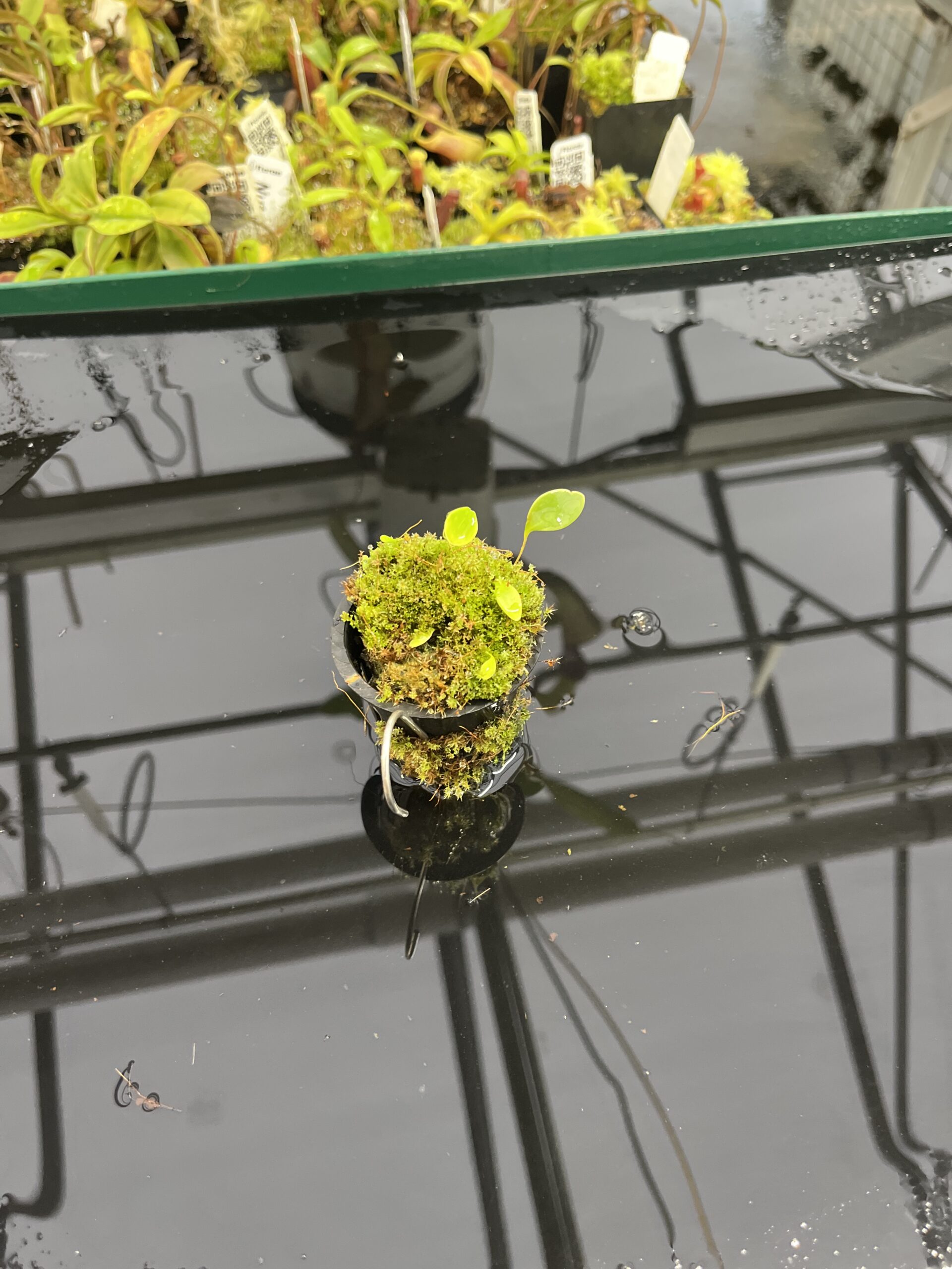Wide Angle of Utricularia quelchii | Best Carnivorous Plants | BCP-138 | H23952