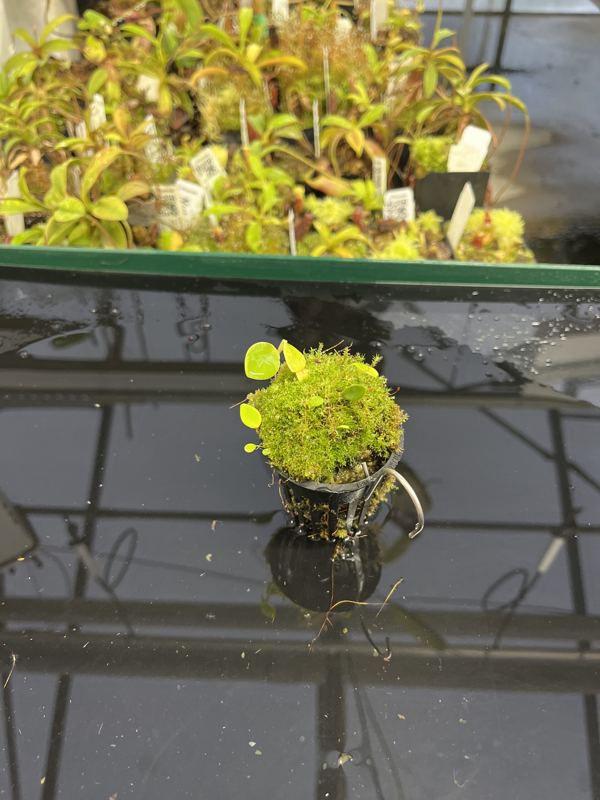 Wide Angle of Utricularia quelchii | Best Carnivorous Plants | BCP-138 | H23963