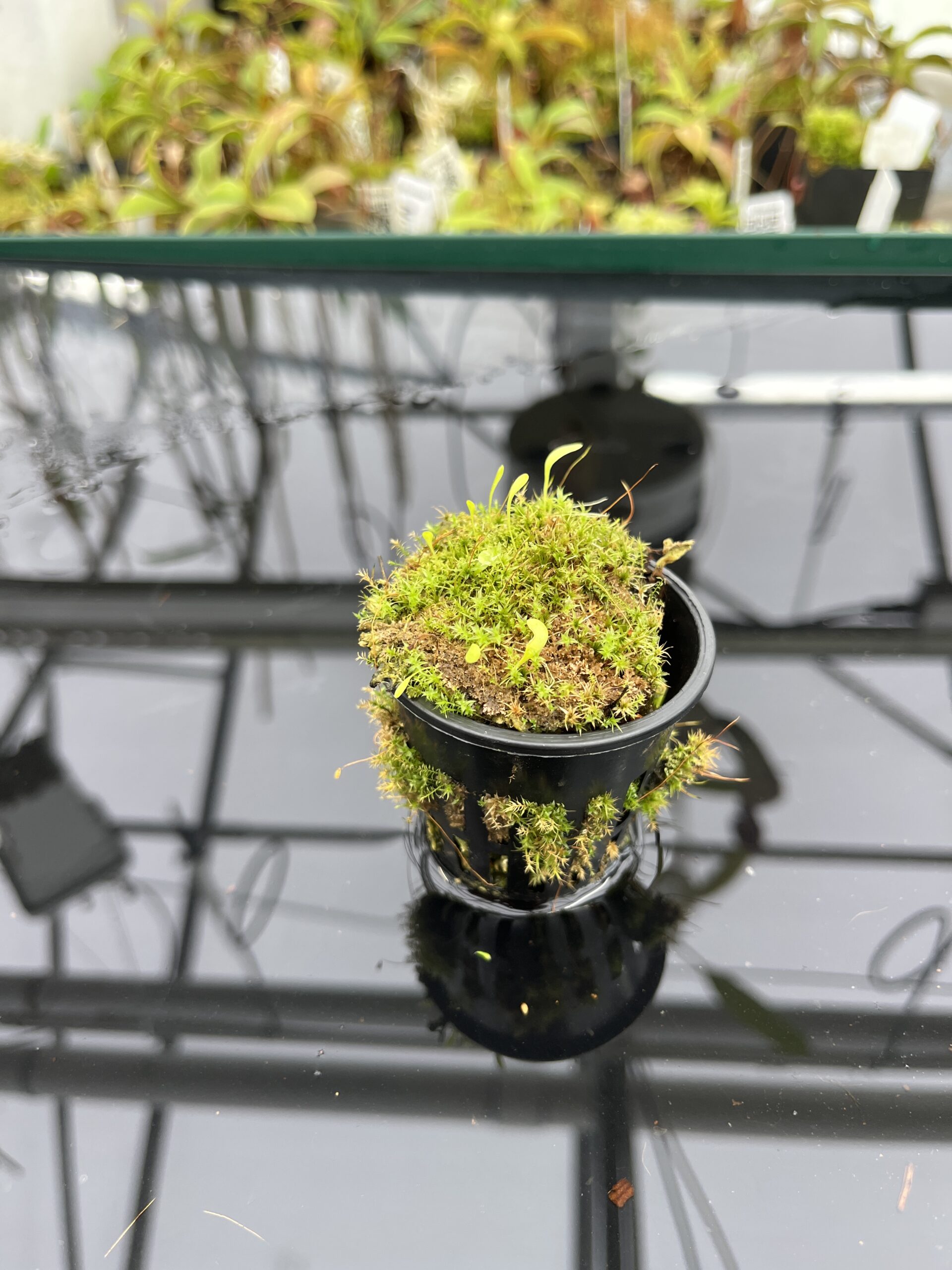 Wide Angle of Utricularia quelchii x U. campbelliana {mixed clones} | Best Carnivorous Plants | BCP-1659 | H24799