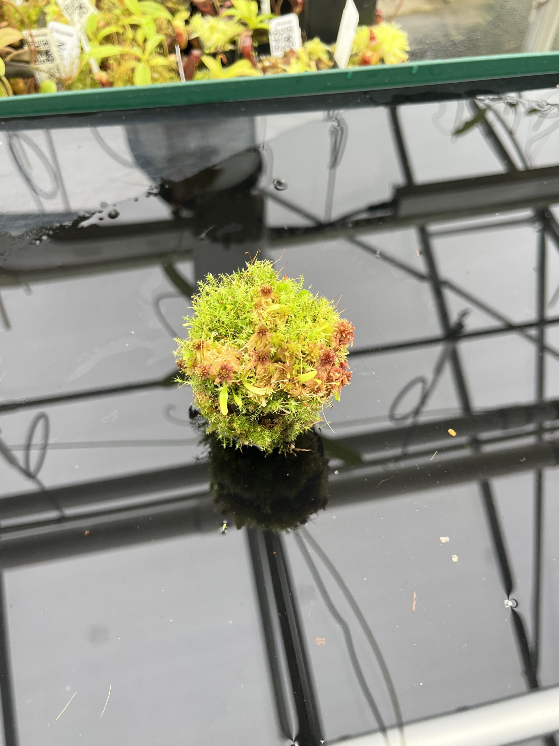 Wide Angle of Utricularia quelchii x U. campbelliana {mixed clones} | Best Carnivorous Plants | BCP-1659 | H24800