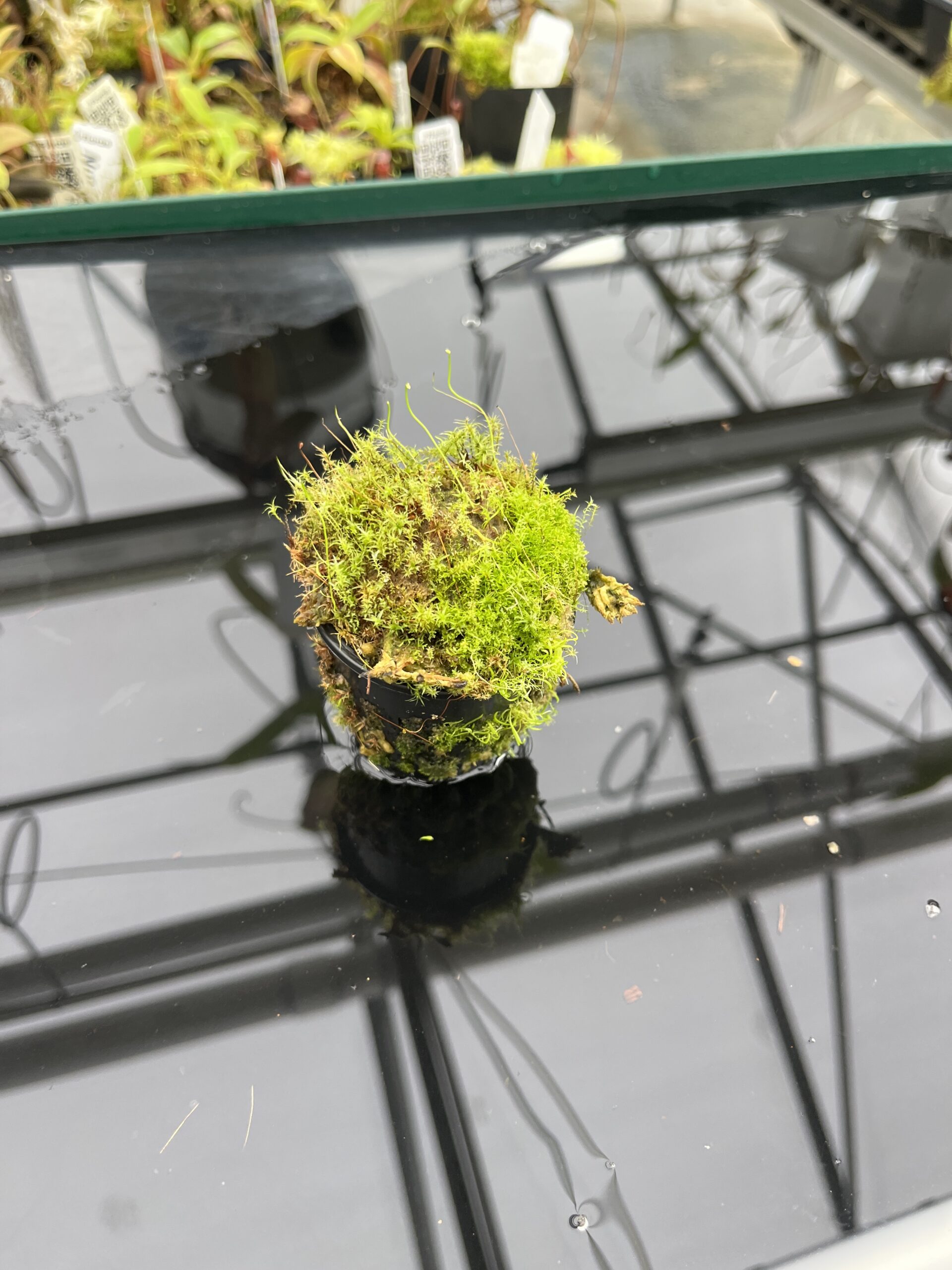 Wide Angle of Utricularia rostrata (= U. spec. Chapada Diamantina {small flower, Cachaiera da Fumaca, Bahia, Brazil}) | Best Carnivorous Plants | | H24801
