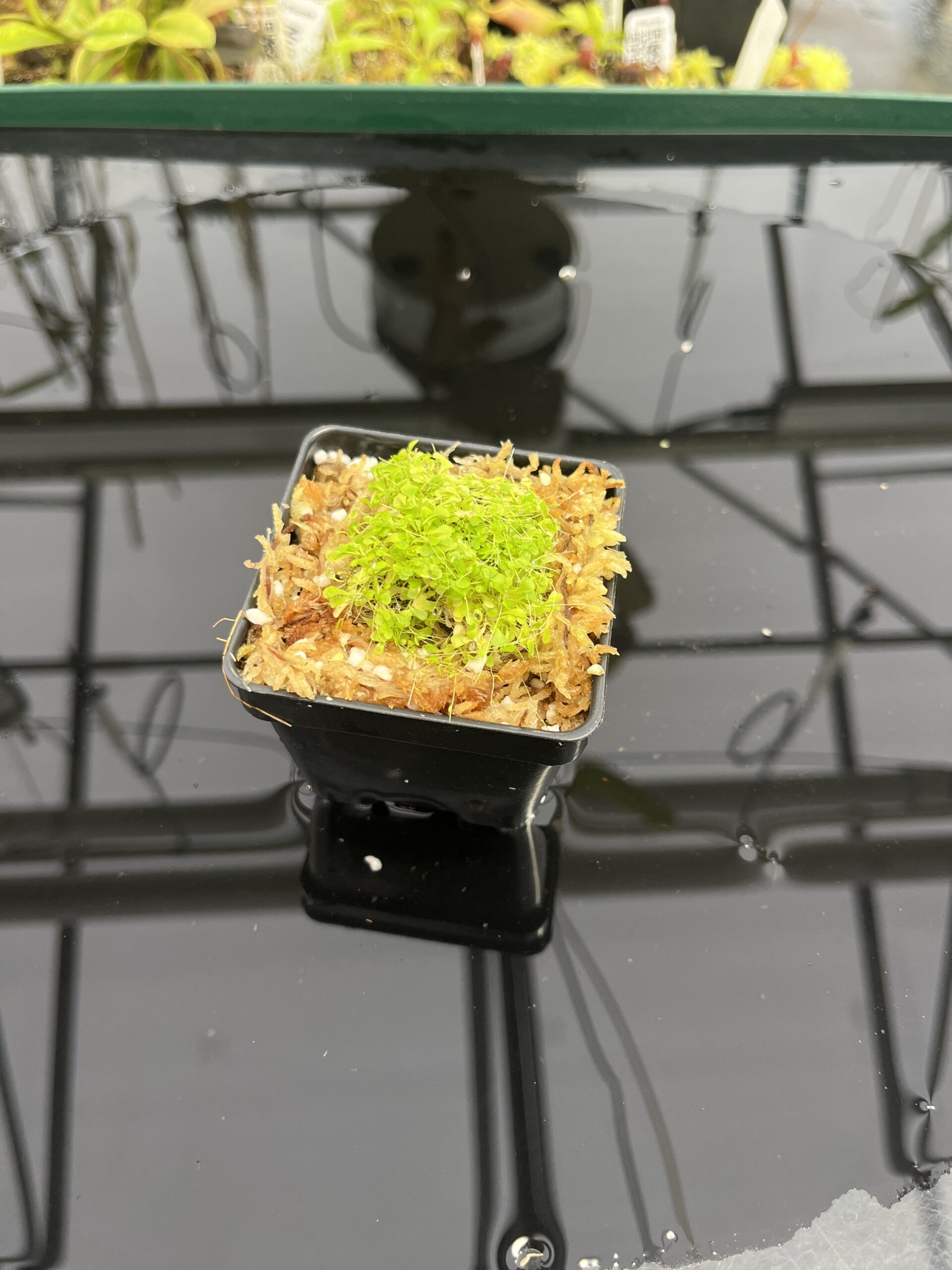 Wide Angle of Utricularia sandersonii 'Blue' | Florae Collaborative | | INunreadable