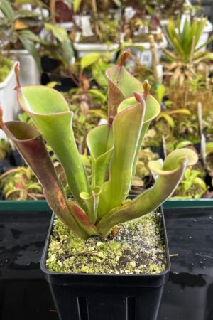 Close Up of Heliamphora parva clone 13/3 (Red!!!) | Andreas Wistuba | | H25235