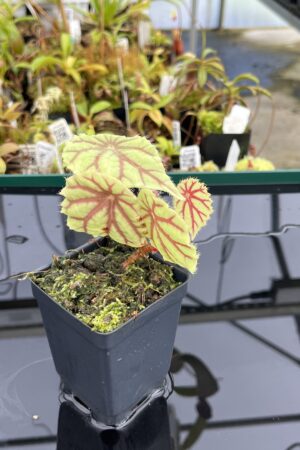 Close Up of Begonia quadrialata (Africa) | Florae Collaborative | | IN24837