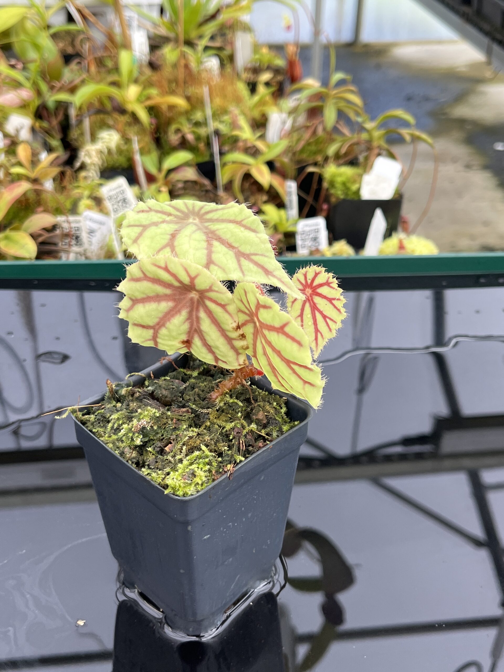 Close Up of Begonia quadrialata (Africa) | Florae Collaborative | | IN24837